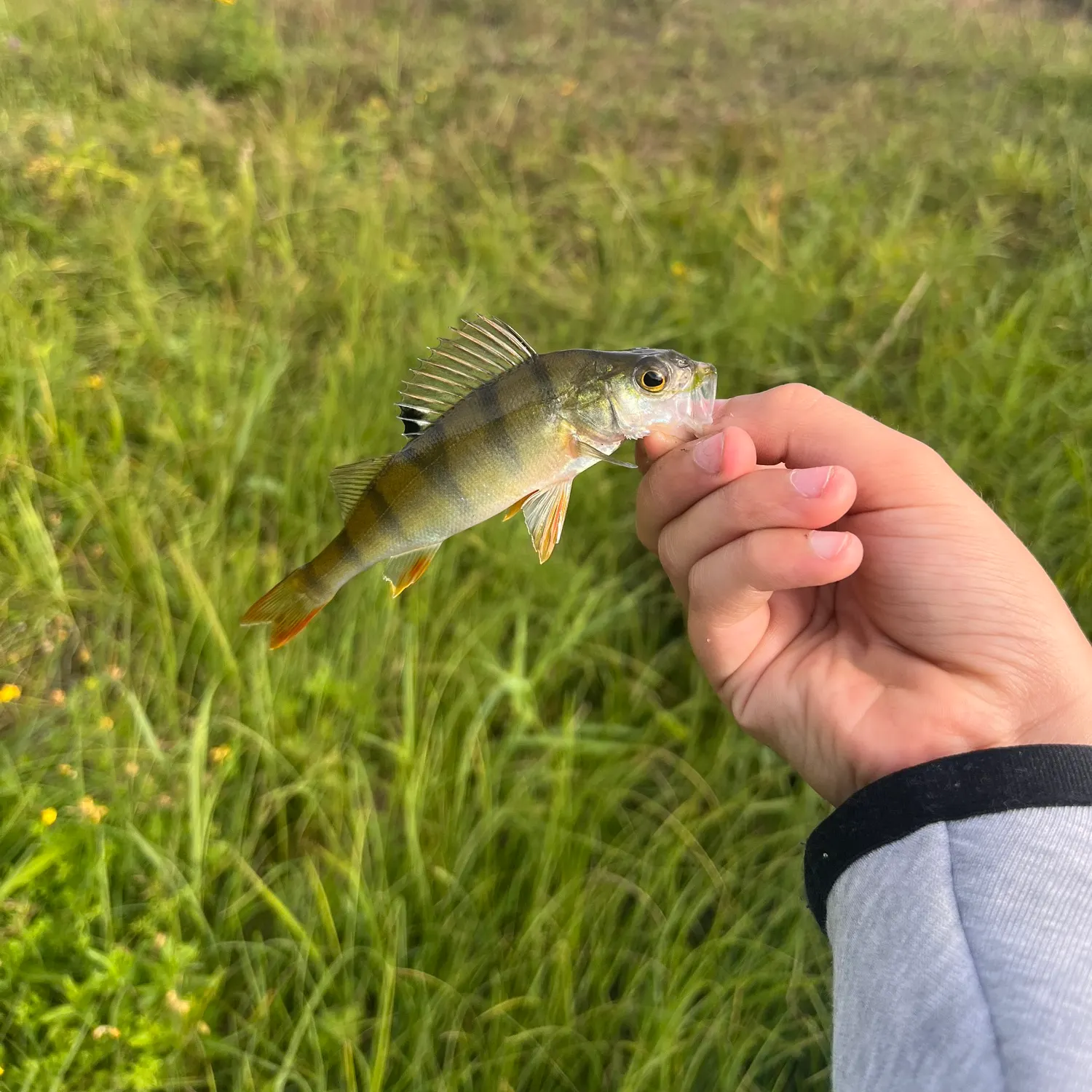 European perch caught on Fishbrain