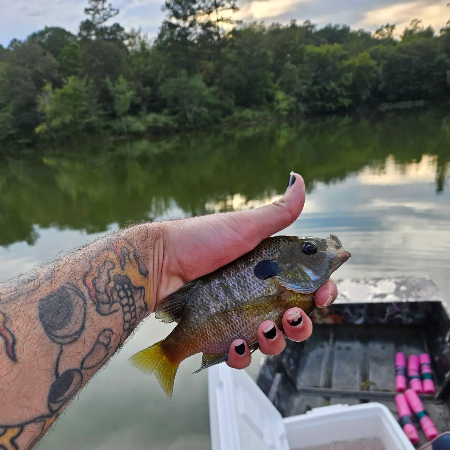 recently logged catches