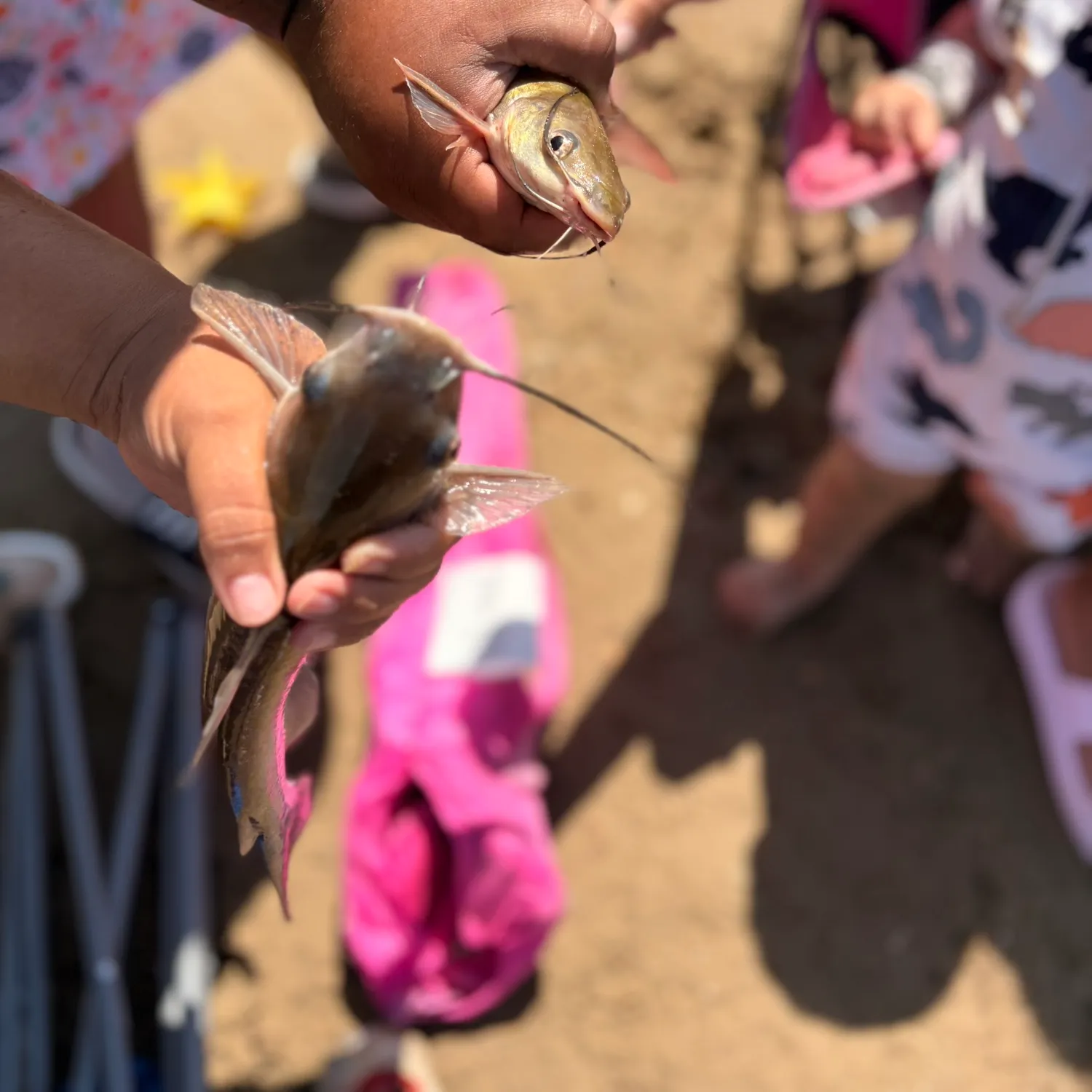 Channel catfish caught on Fishbrain