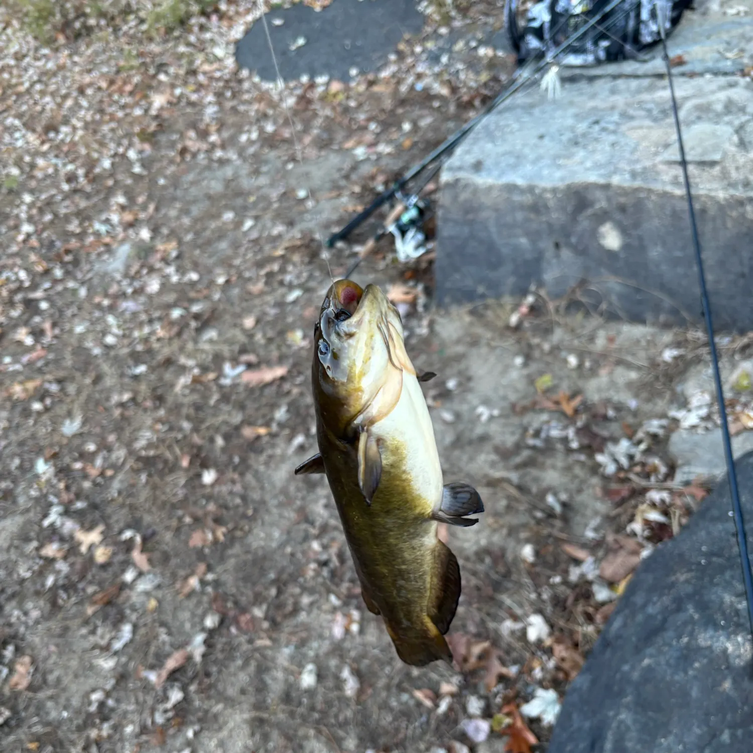 Yellow bullhead caught on Fishbrain
