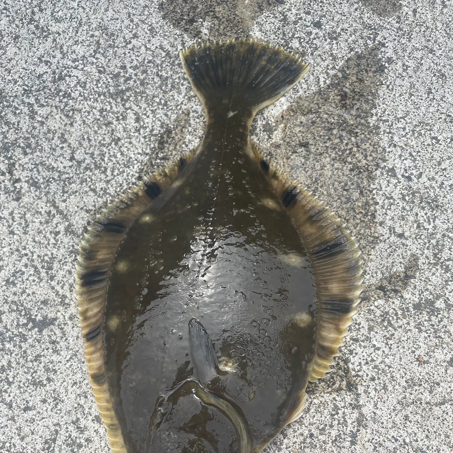 The most recent Far Eastern smooth flounder catches on Fishbrain