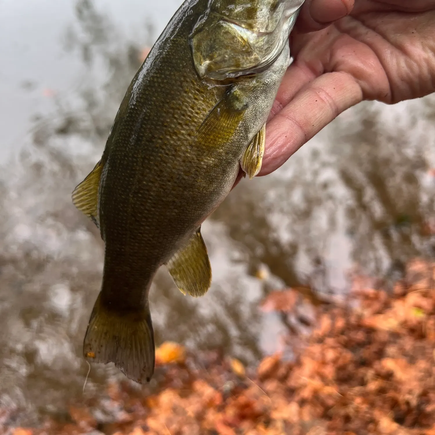 Smallmouth bass caught on Fishbrain