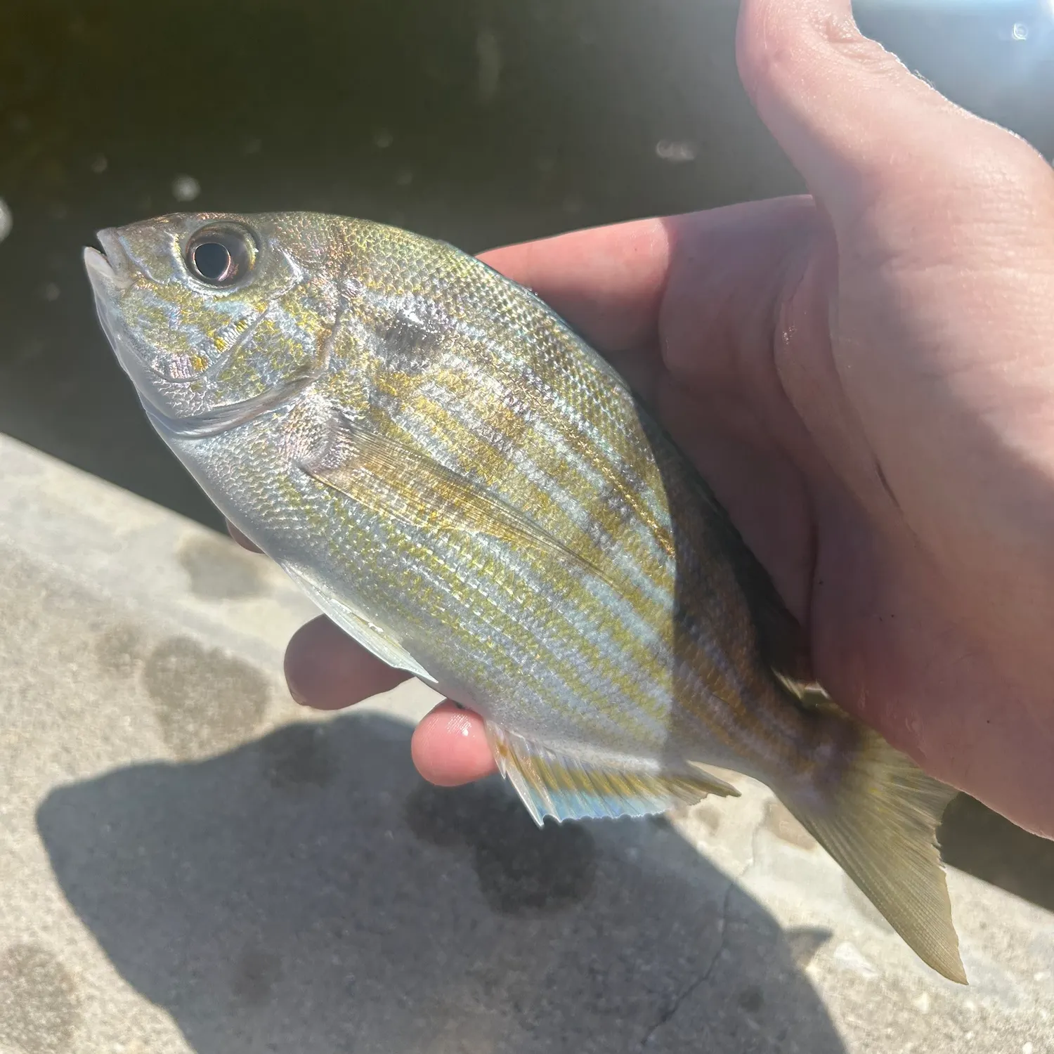 Pinfish caught on Fishbrain