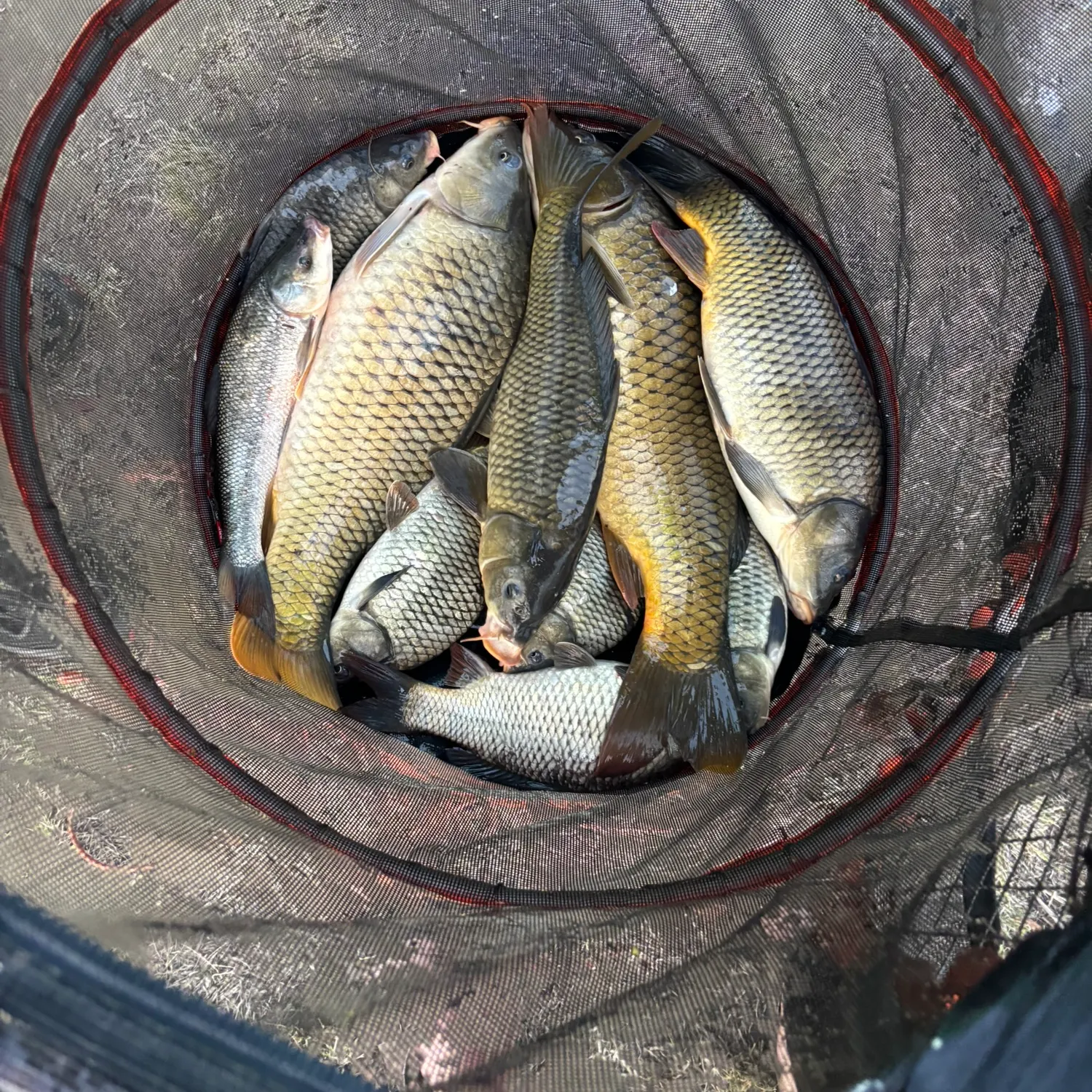 Fish caught on Fishbrain