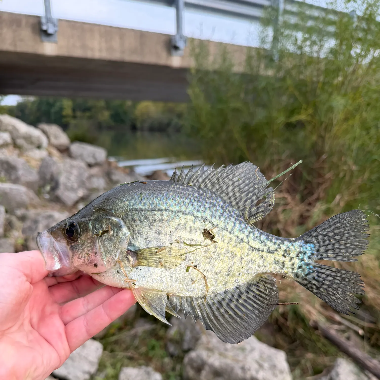 White crappie caught on Fishbrain