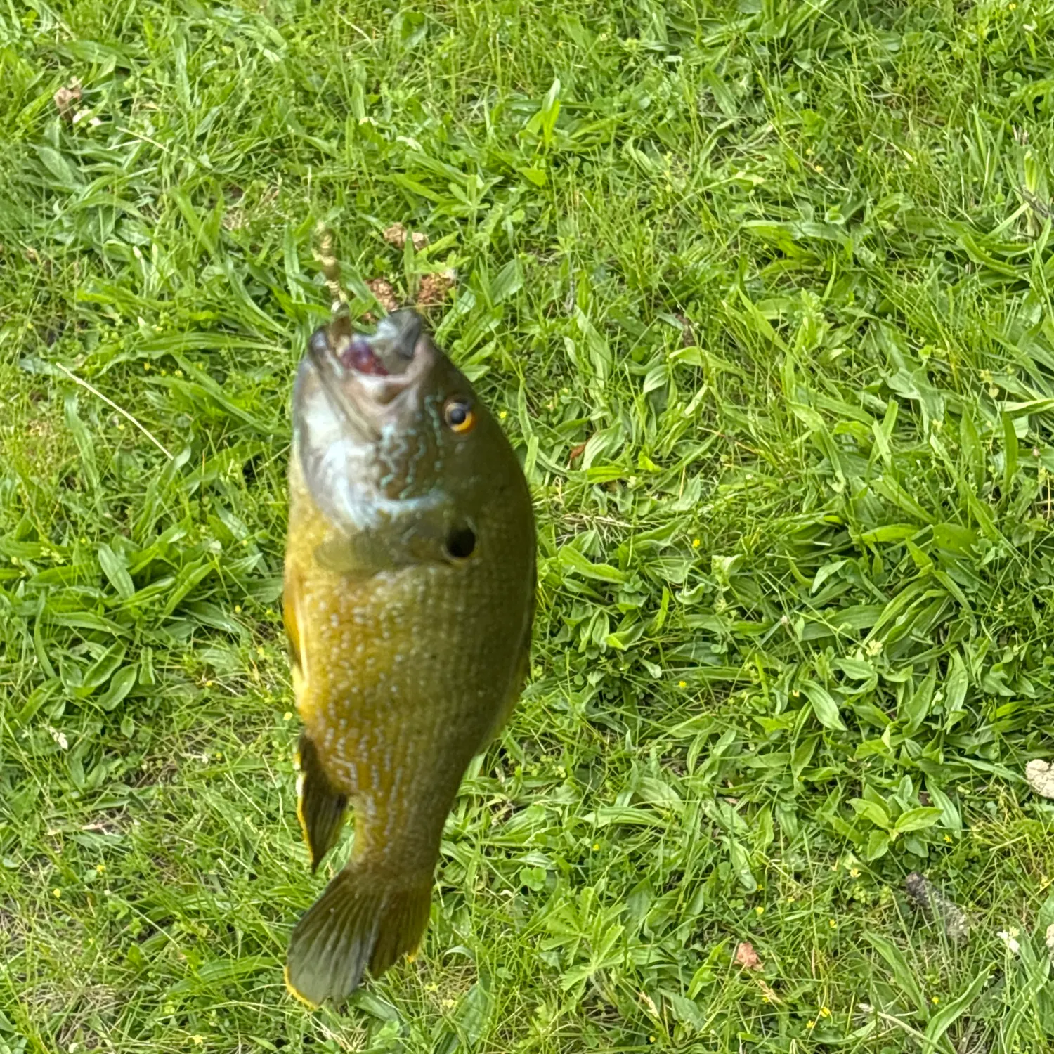 Green sunfish caught on Fishbrain