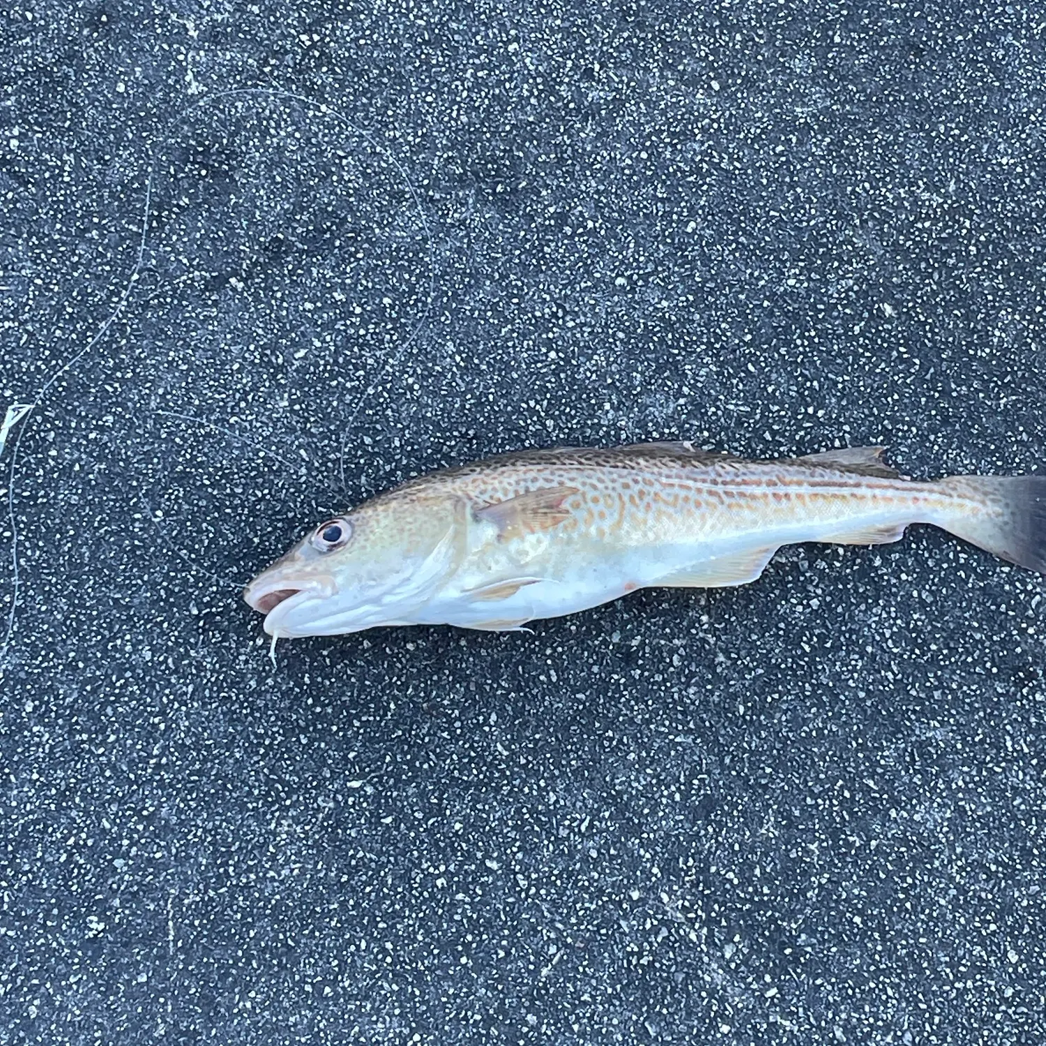Atlantic cod caught on Fishbrain