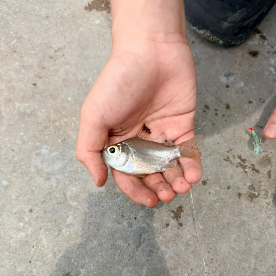 Silver perch caught on Fishbrain