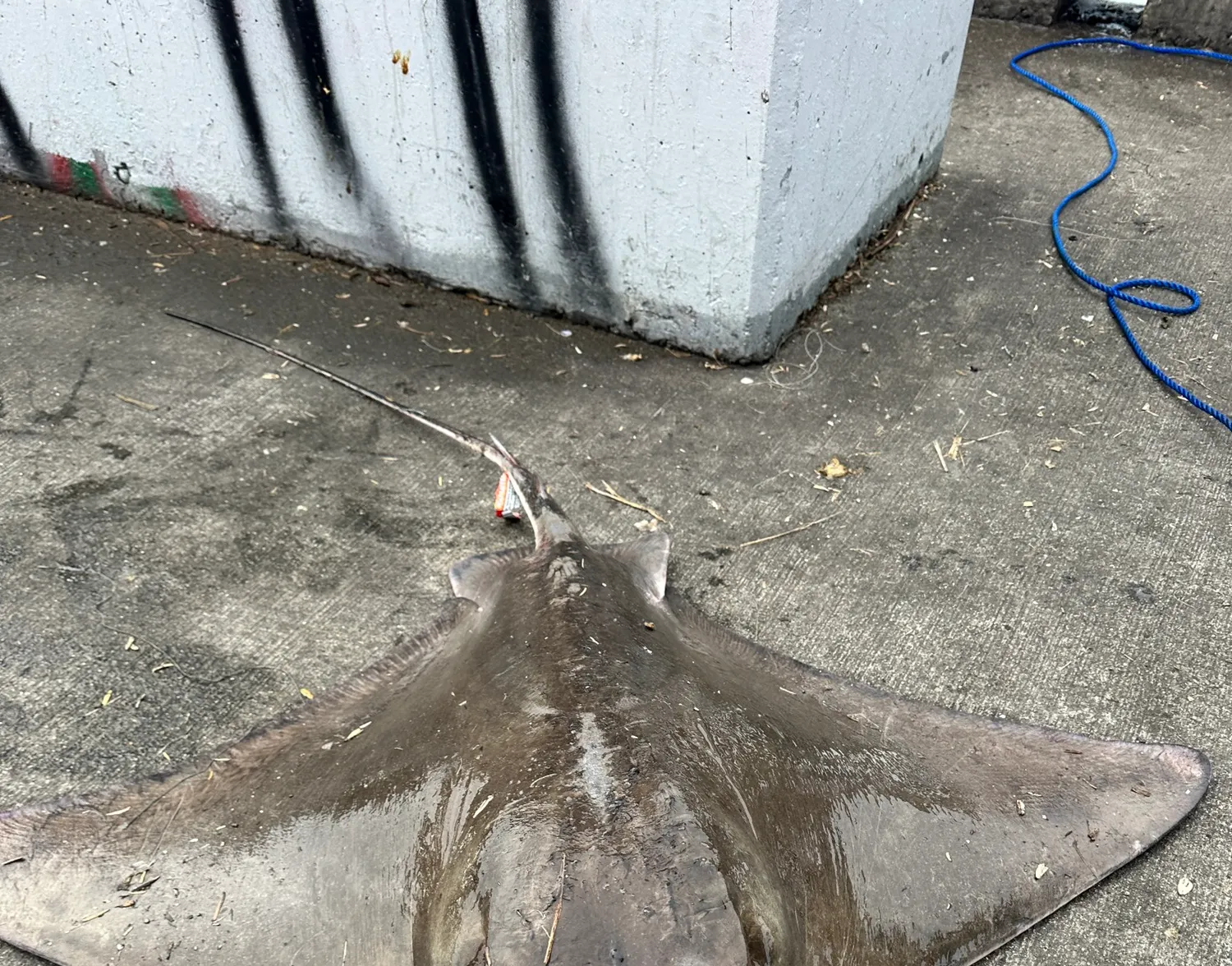 Bat eagle ray