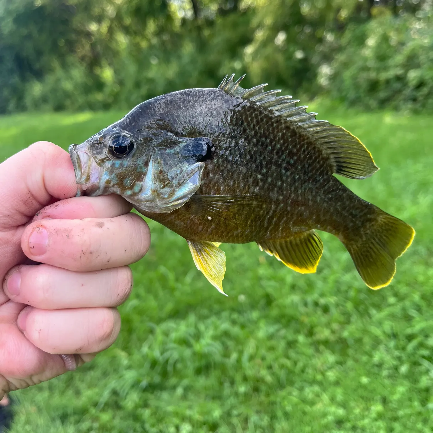 Greengill hybrid caught on Fishbrain