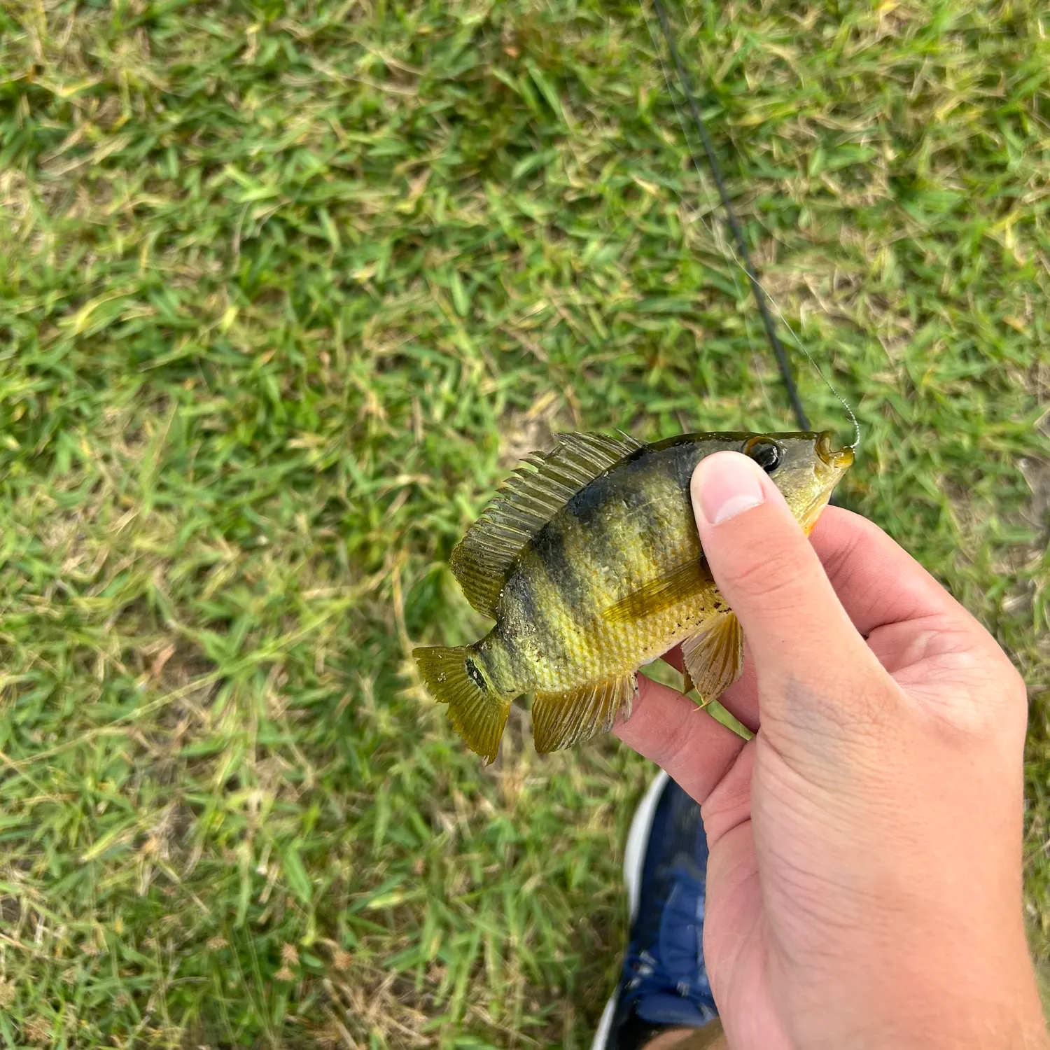 The most recent Mayan cichlid catches on Fishbrain
