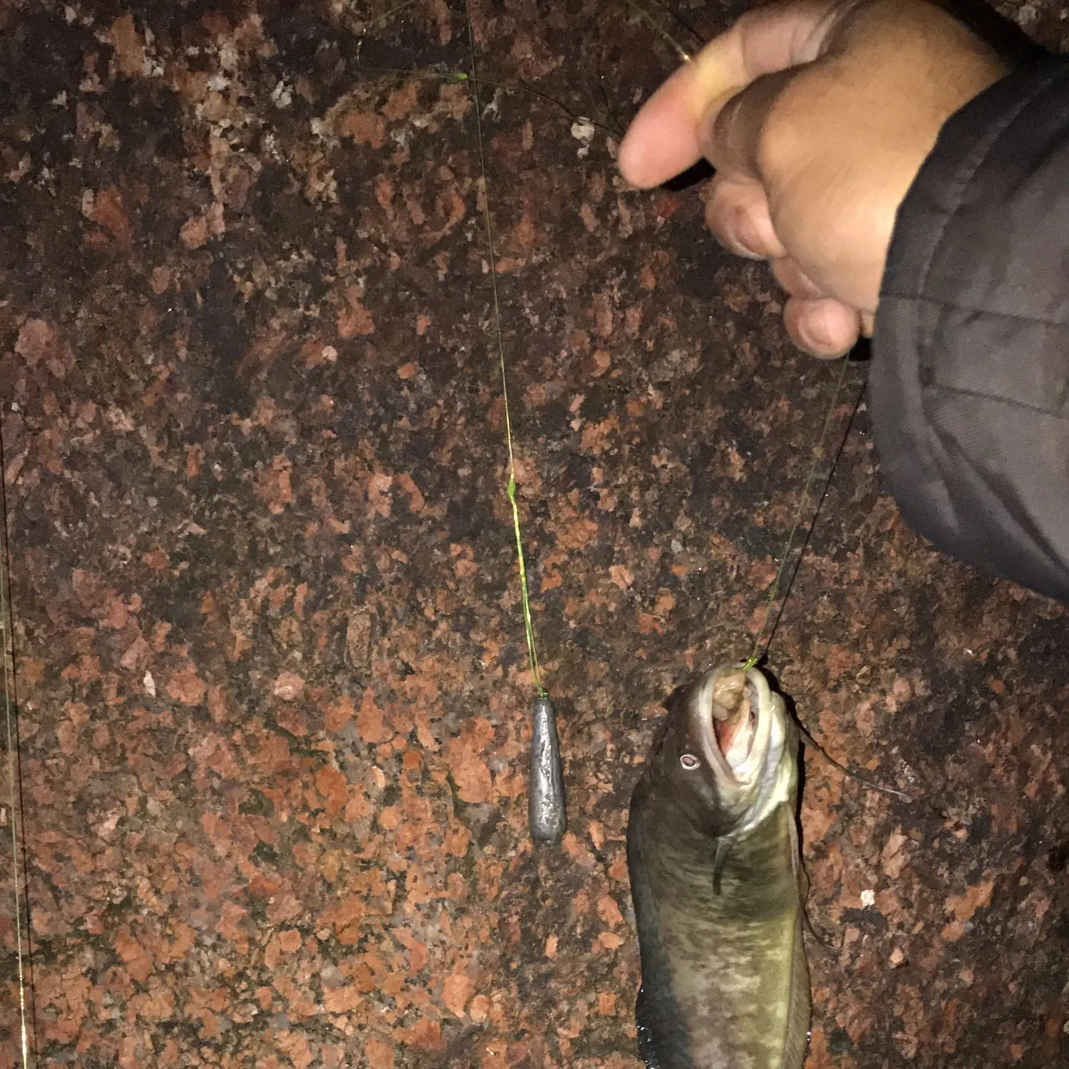 recently logged catches
