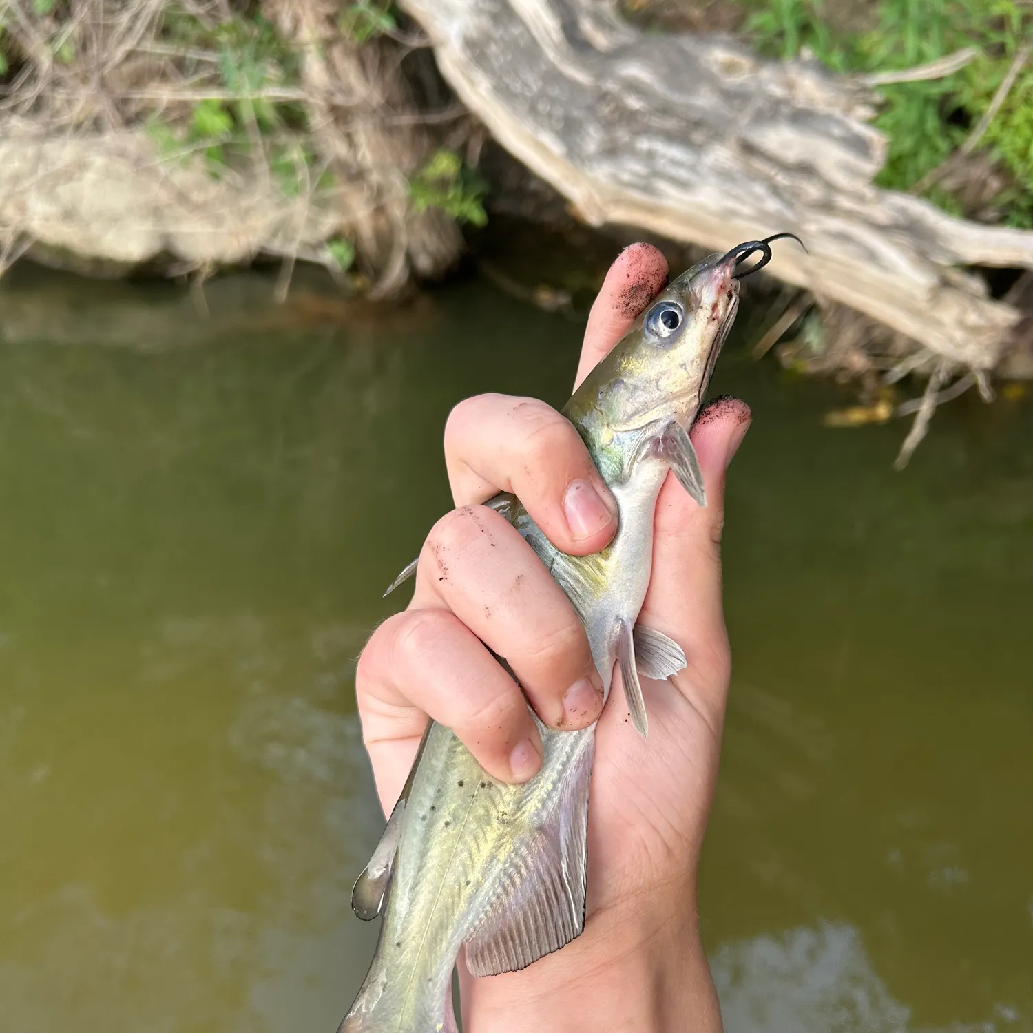 Channel catfish caught on Fishbrain