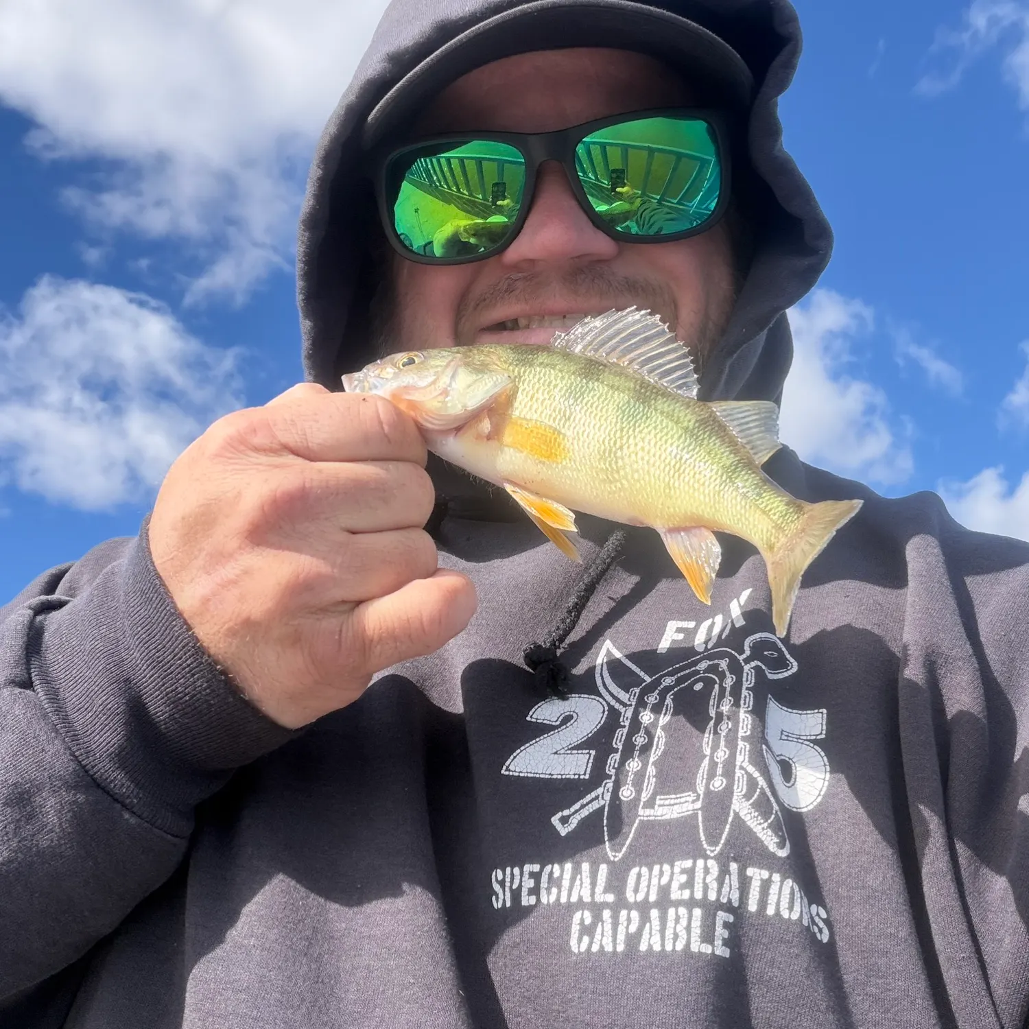 Yellow perch caught on Fishbrain