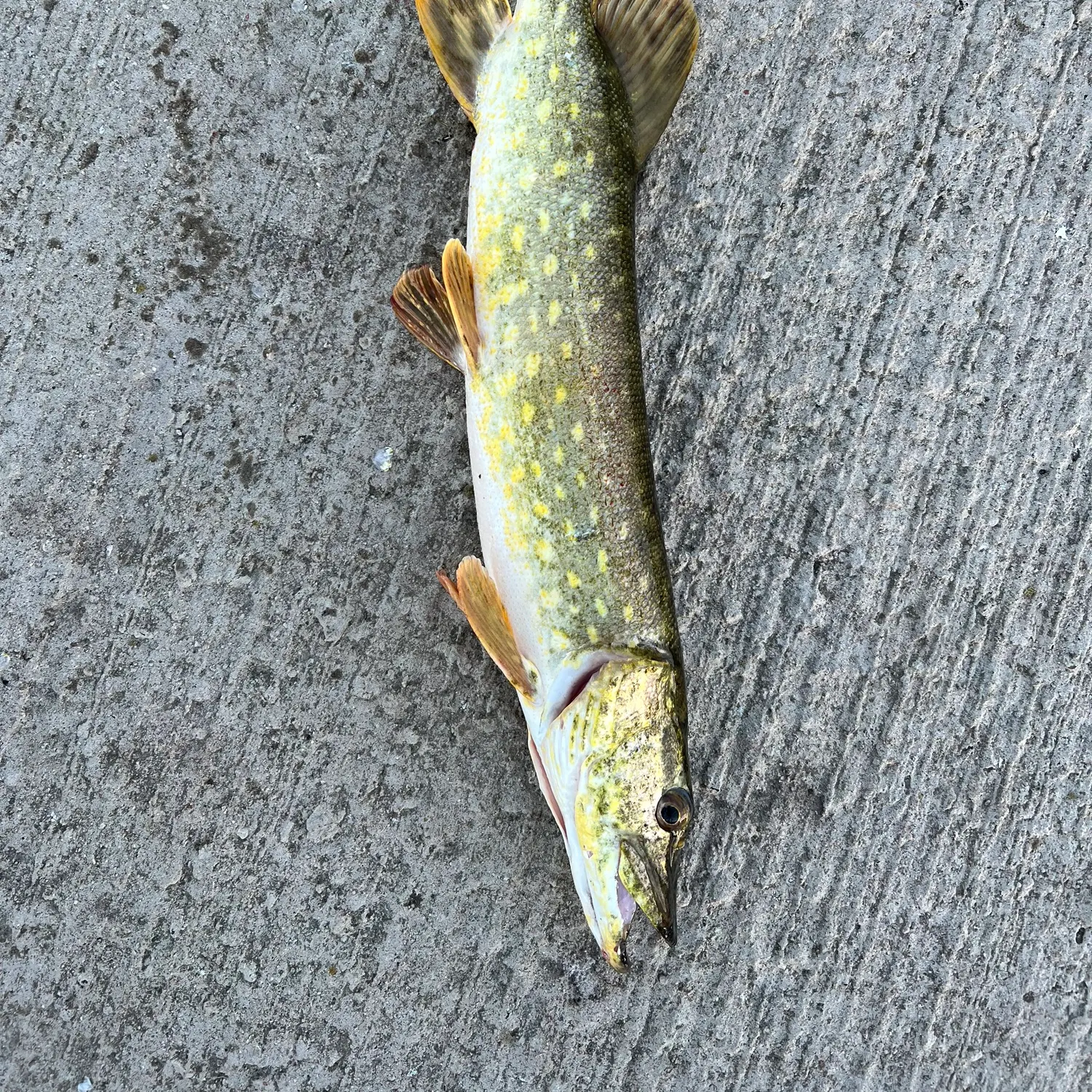 Northern pike caught on Fishbrain