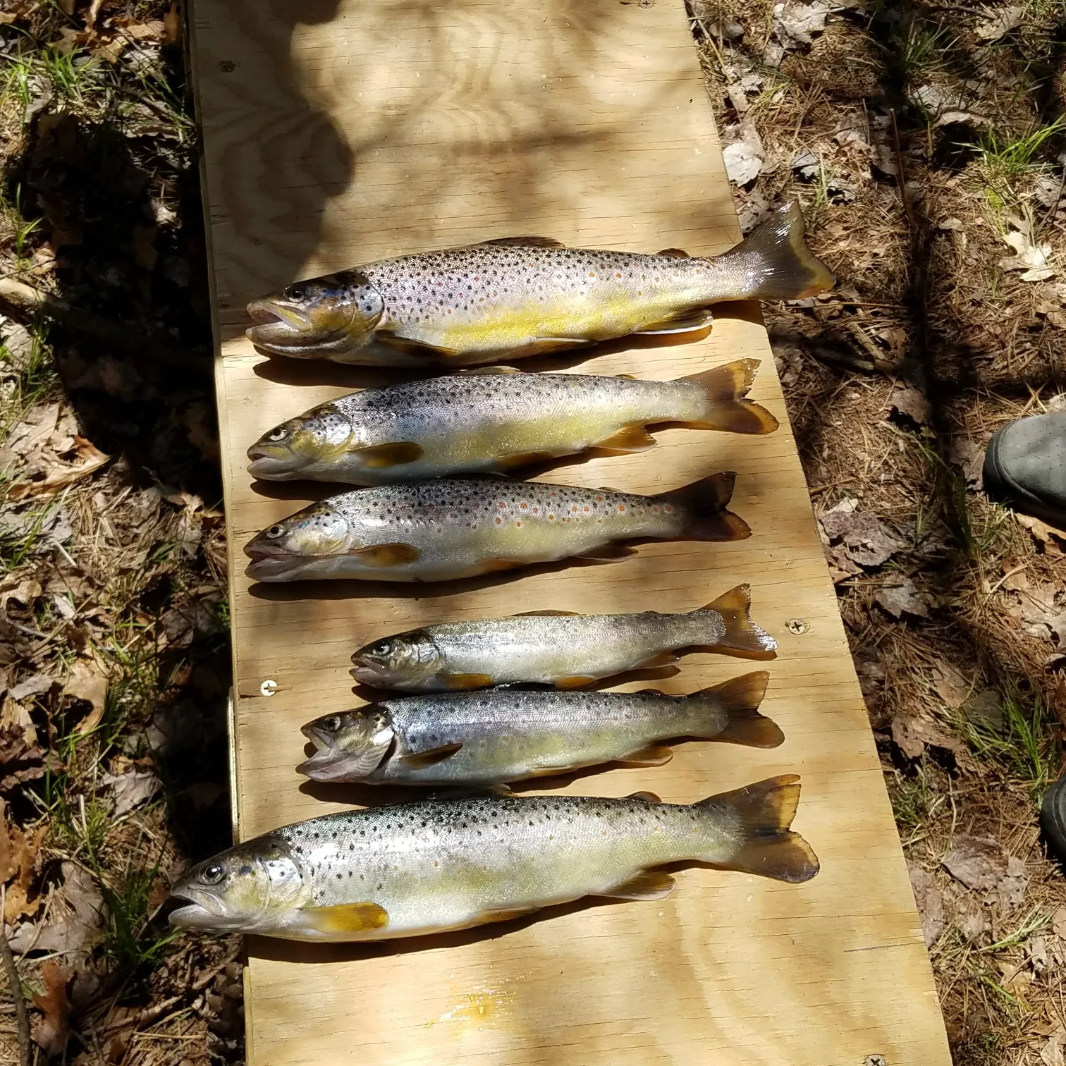 recently logged catches