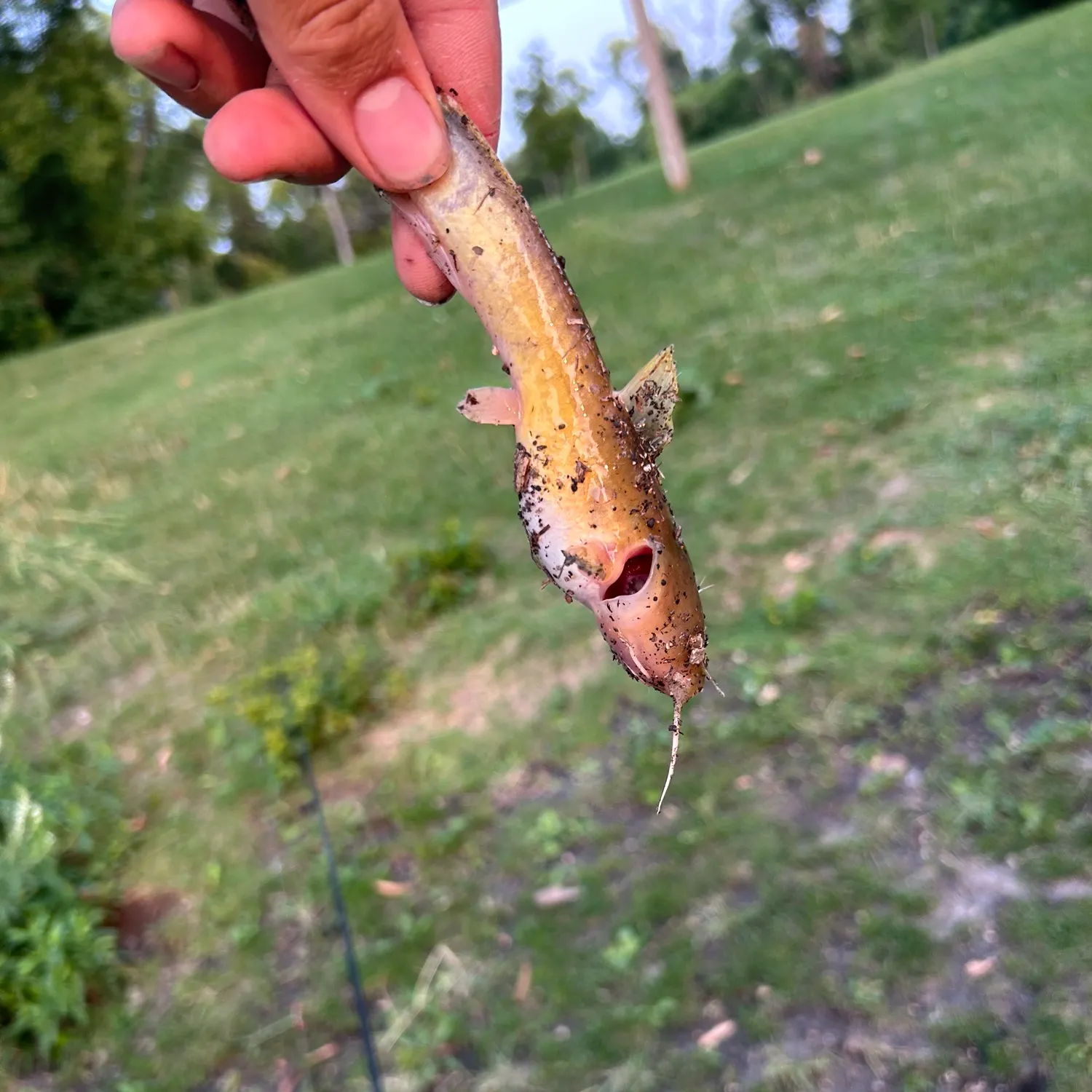 The most recent Stonecat catches on Fishbrain