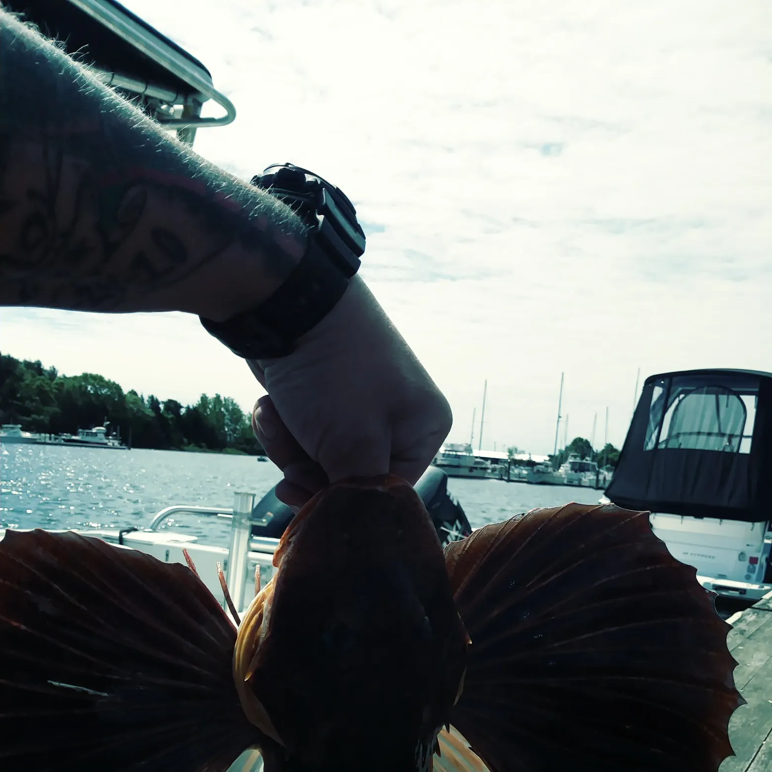 recently logged catches