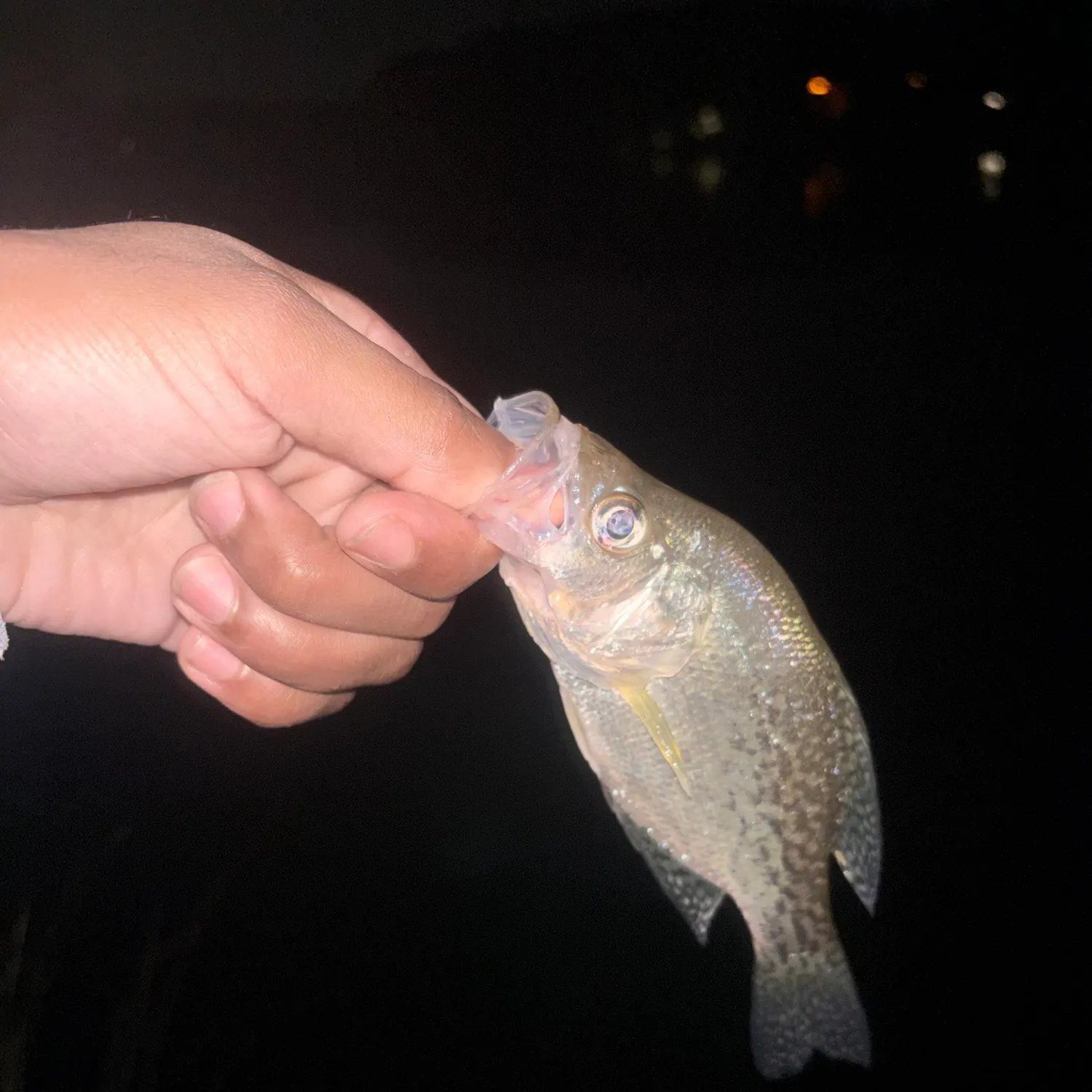 Black crappie caught on Fishbrain