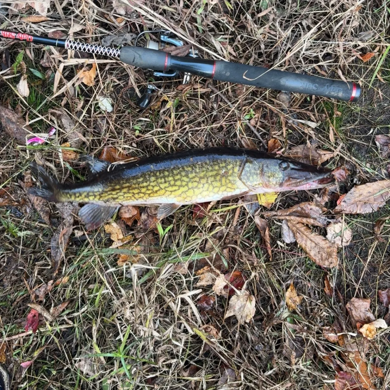 Chain pickerel caught on Fishbrain