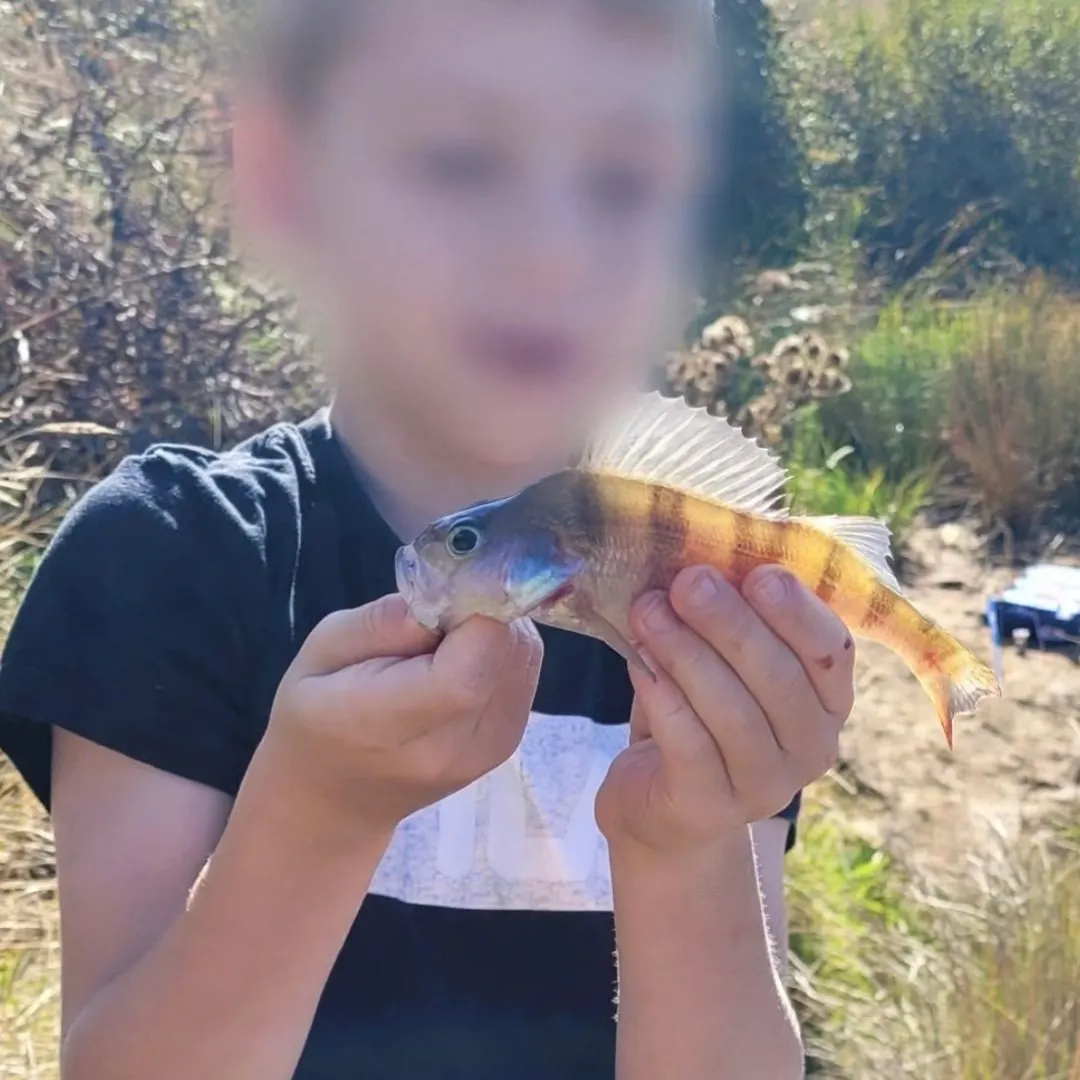 European perch caught on Fishbrain