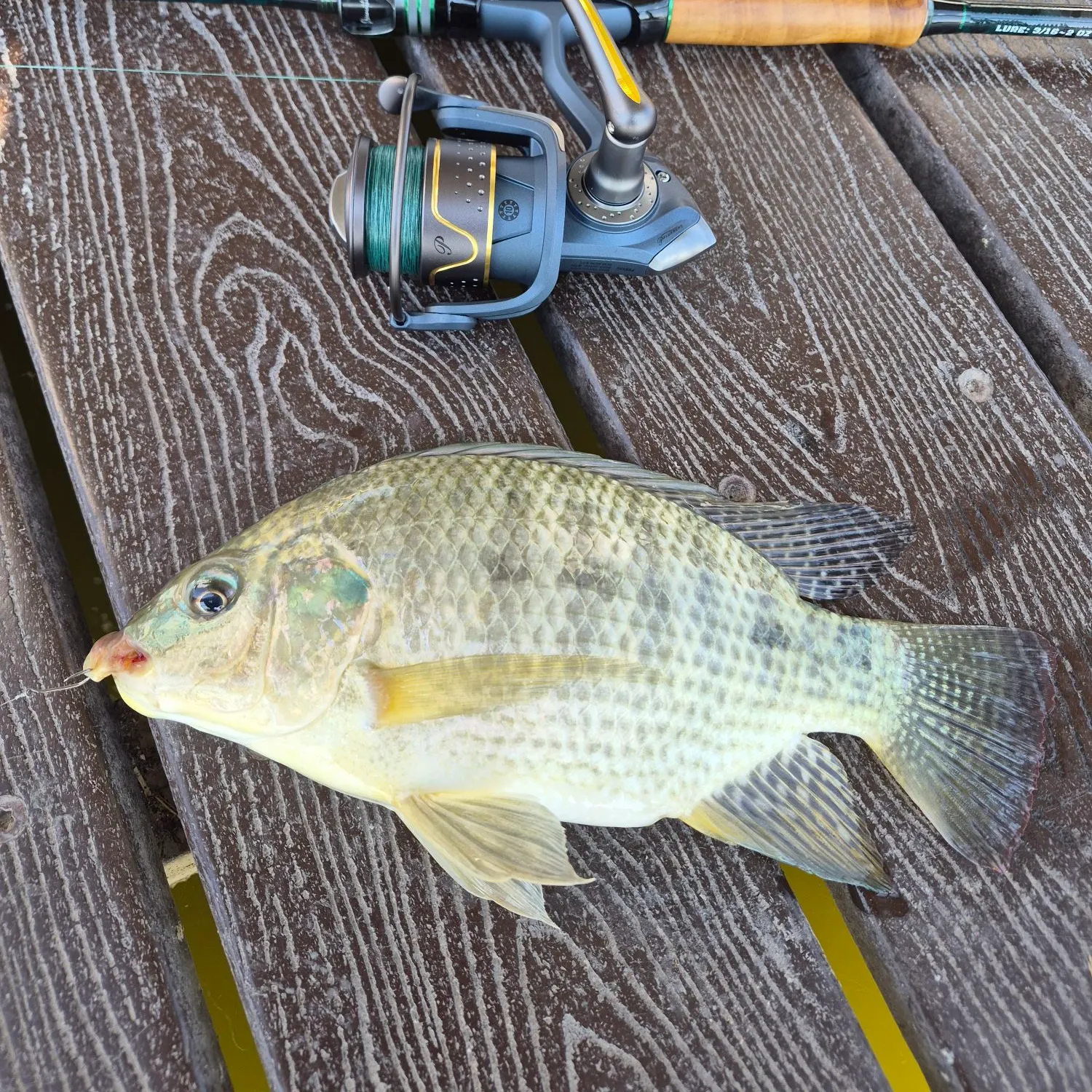 Nile tilapia caught on Fishbrain