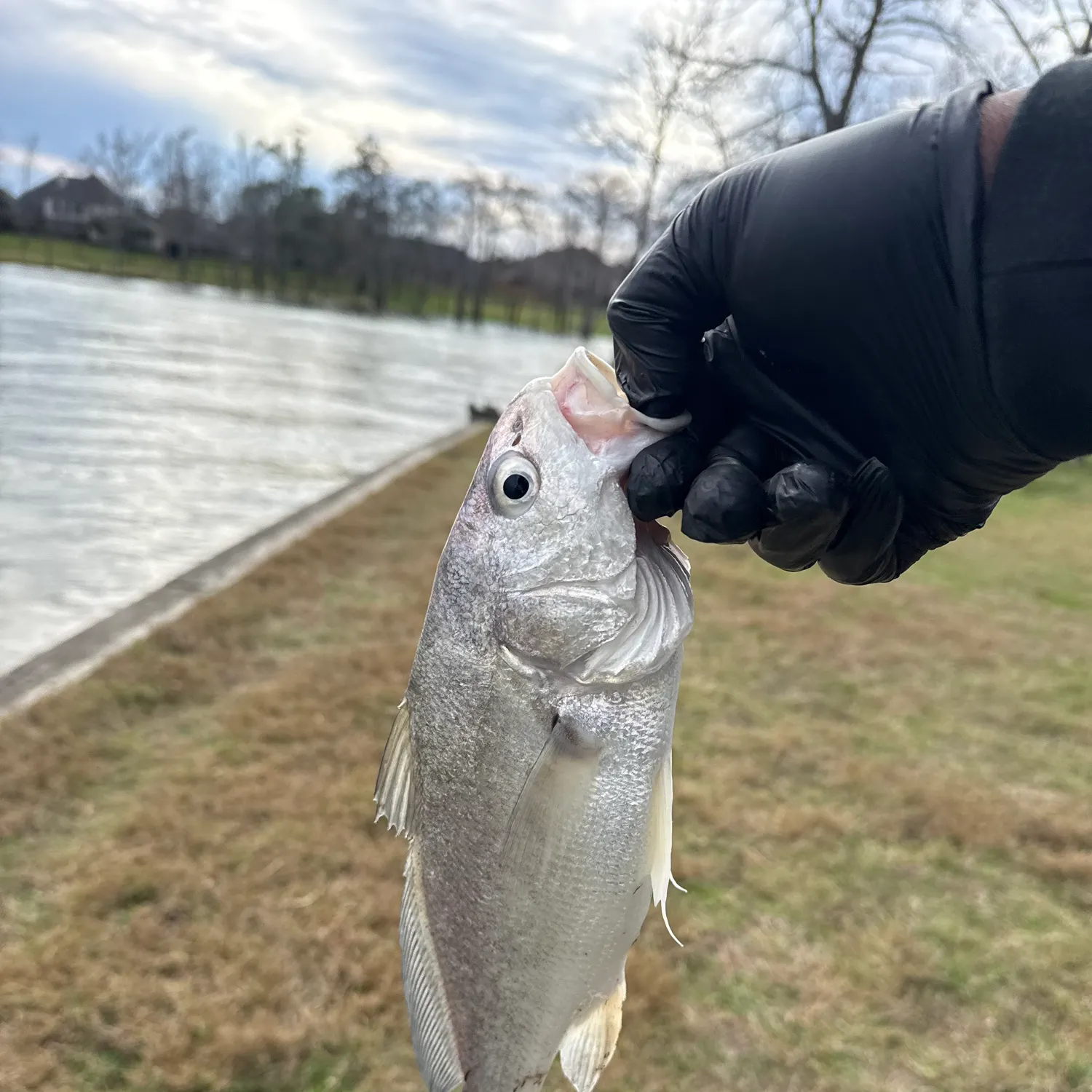 The most recent Freshwater drum catches on Fishbrain