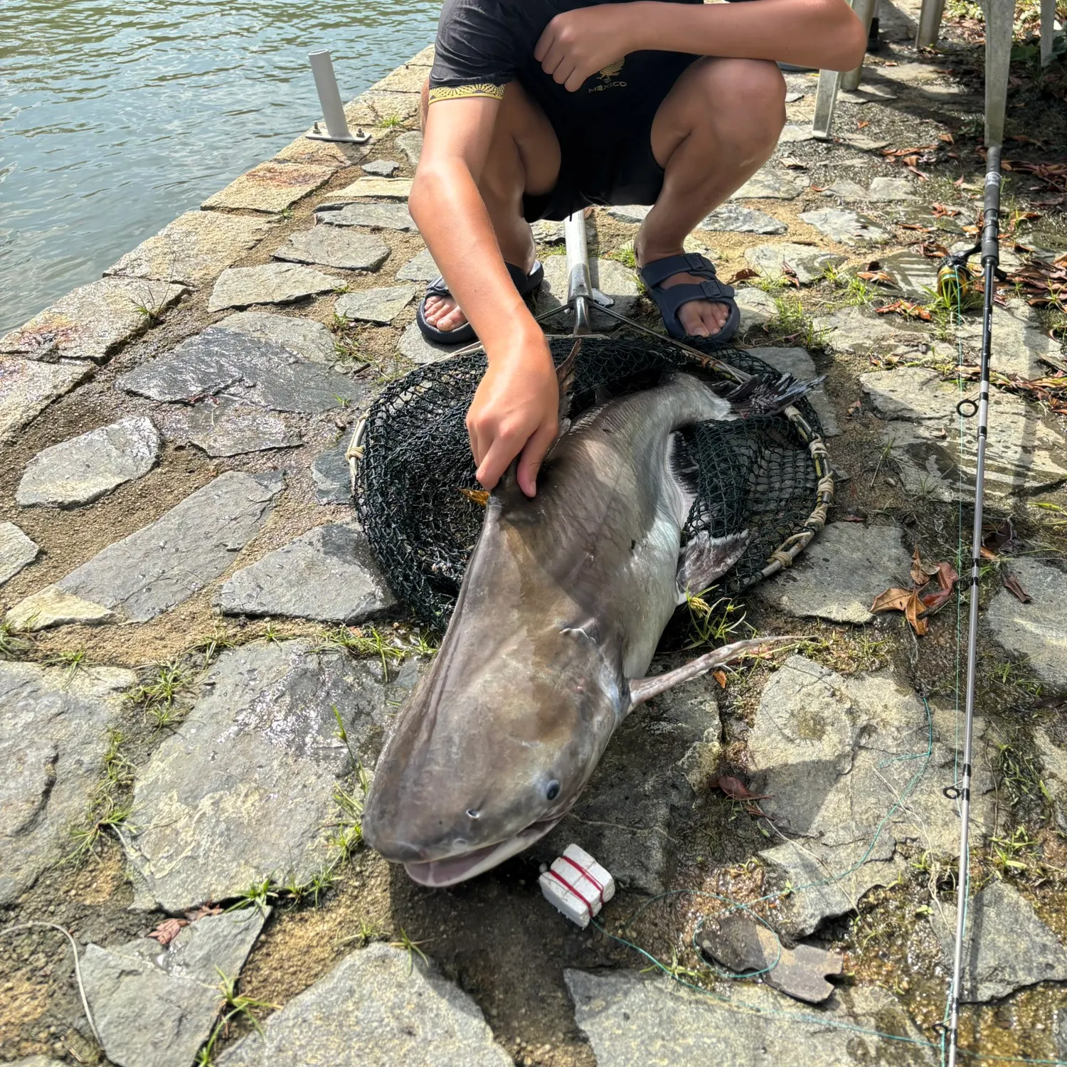 The most recent Giant pangasius catches on Fishbrain