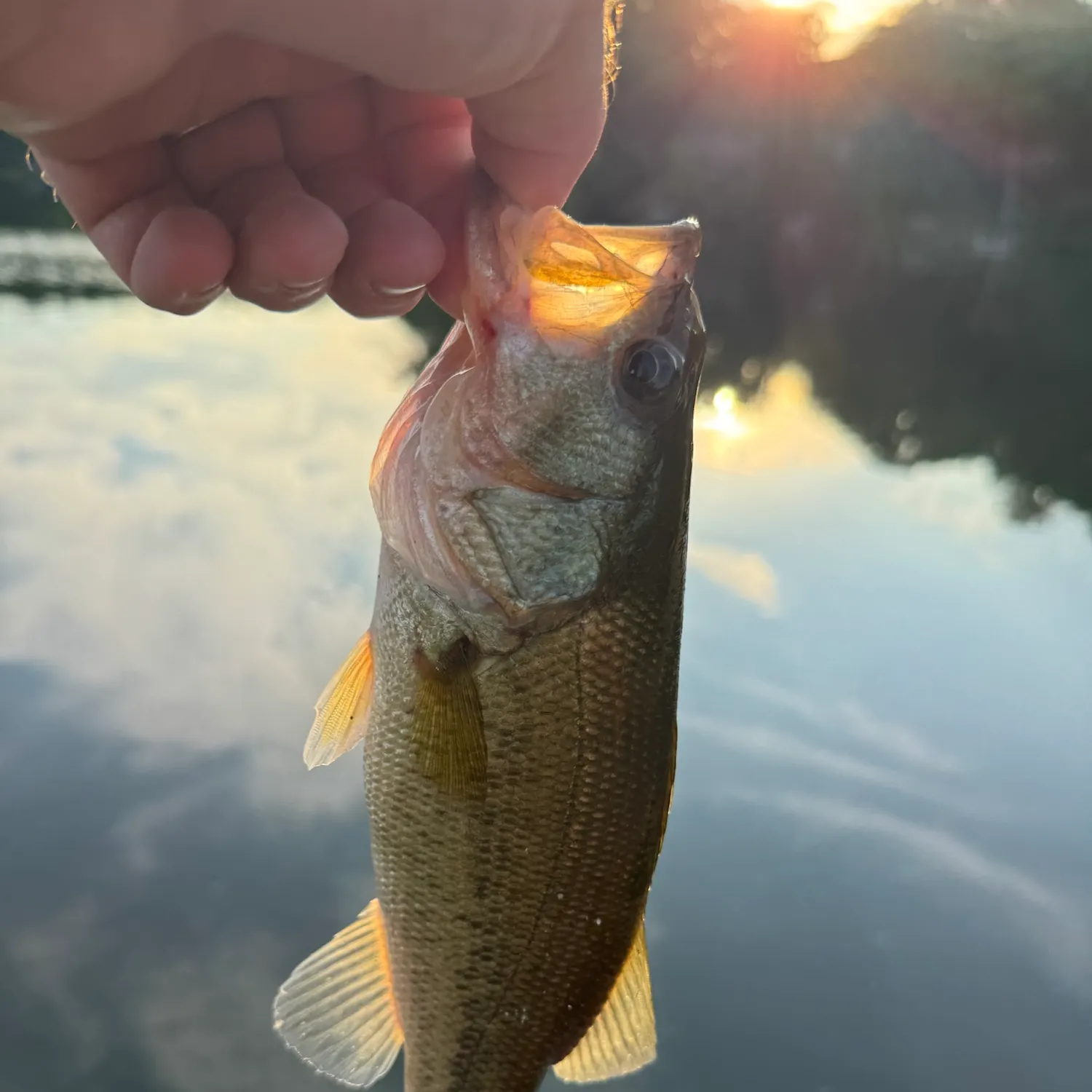 Largemouth bass caught on Fishbrain
