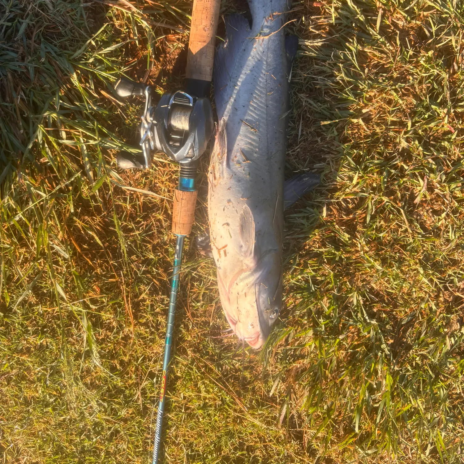 Channel catfish caught on Fishbrain