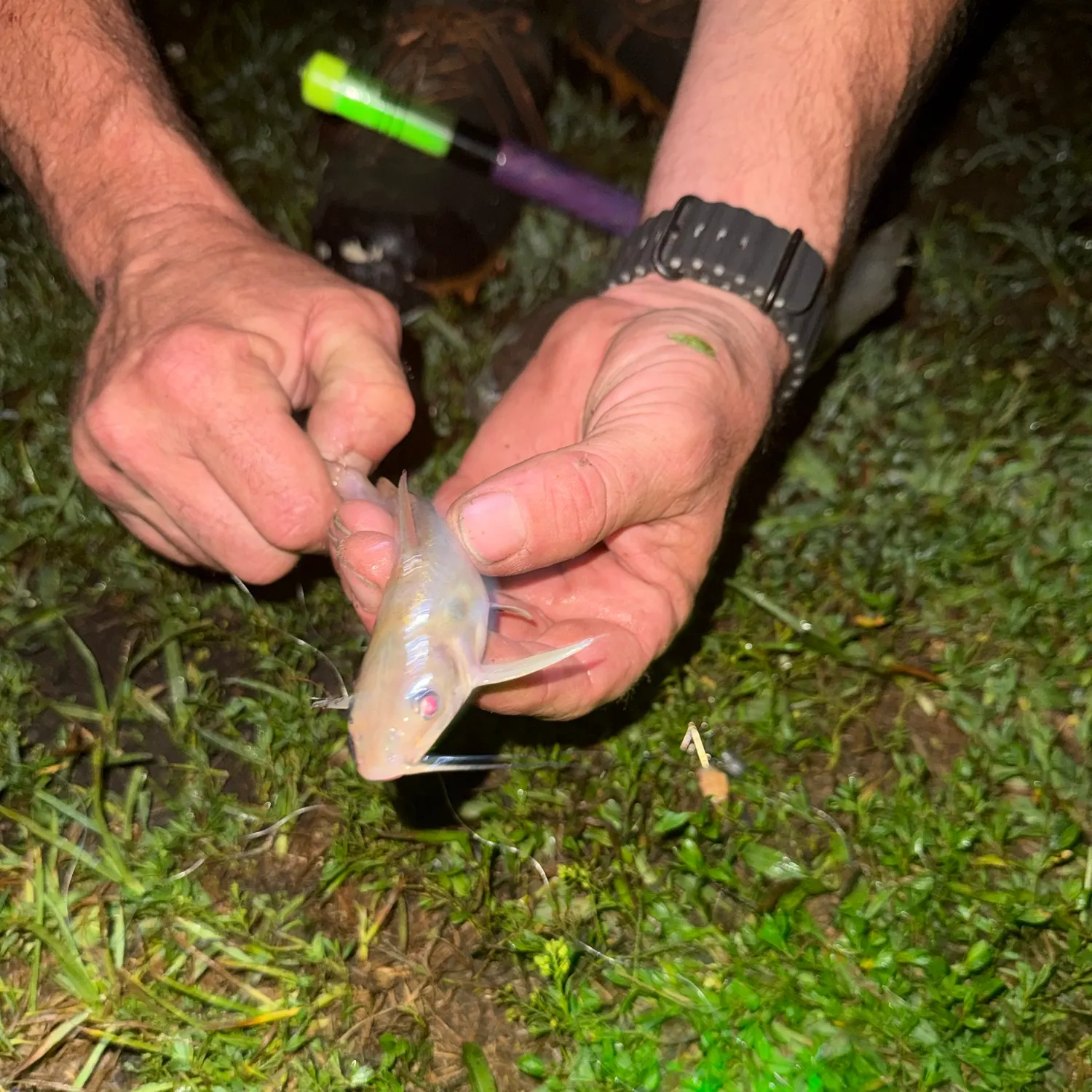Channel catfish caught on Fishbrain