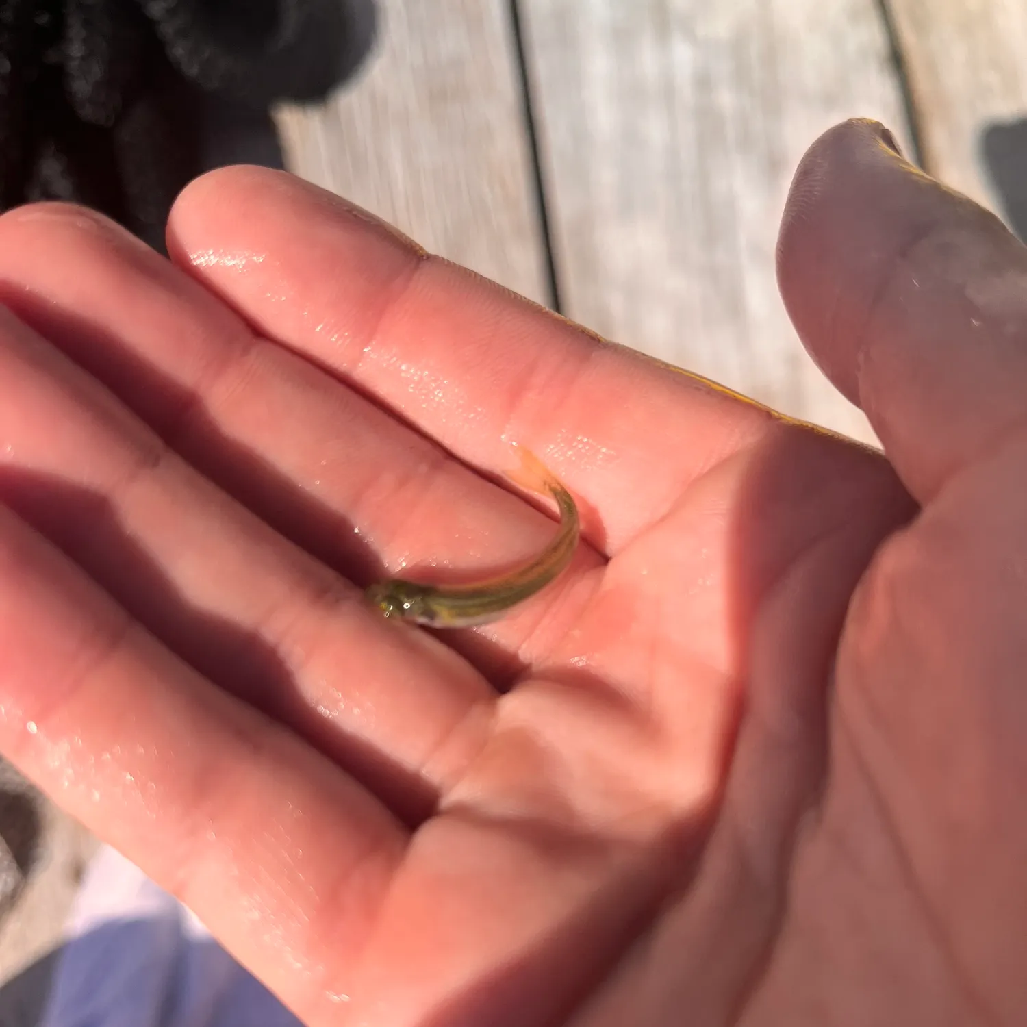 The most recent Round Scad catches on Fishbrain