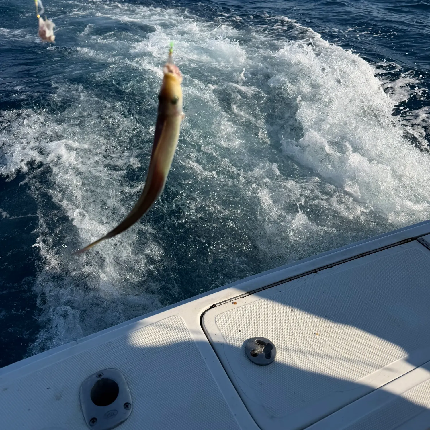 The most recent Sand tilefish catches on Fishbrain
