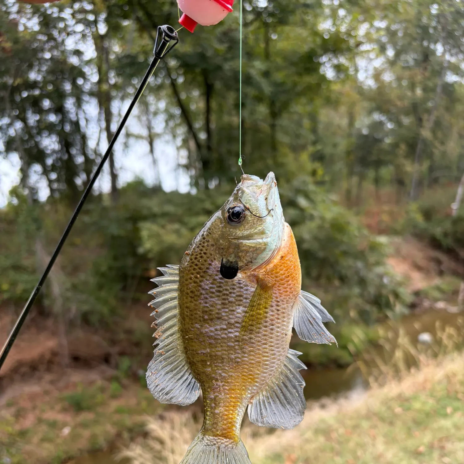 Bluegill caught on Fishbrain