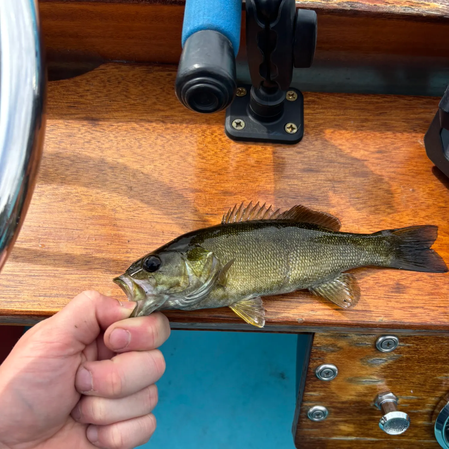 Smallmouth bass caught on Fishbrain