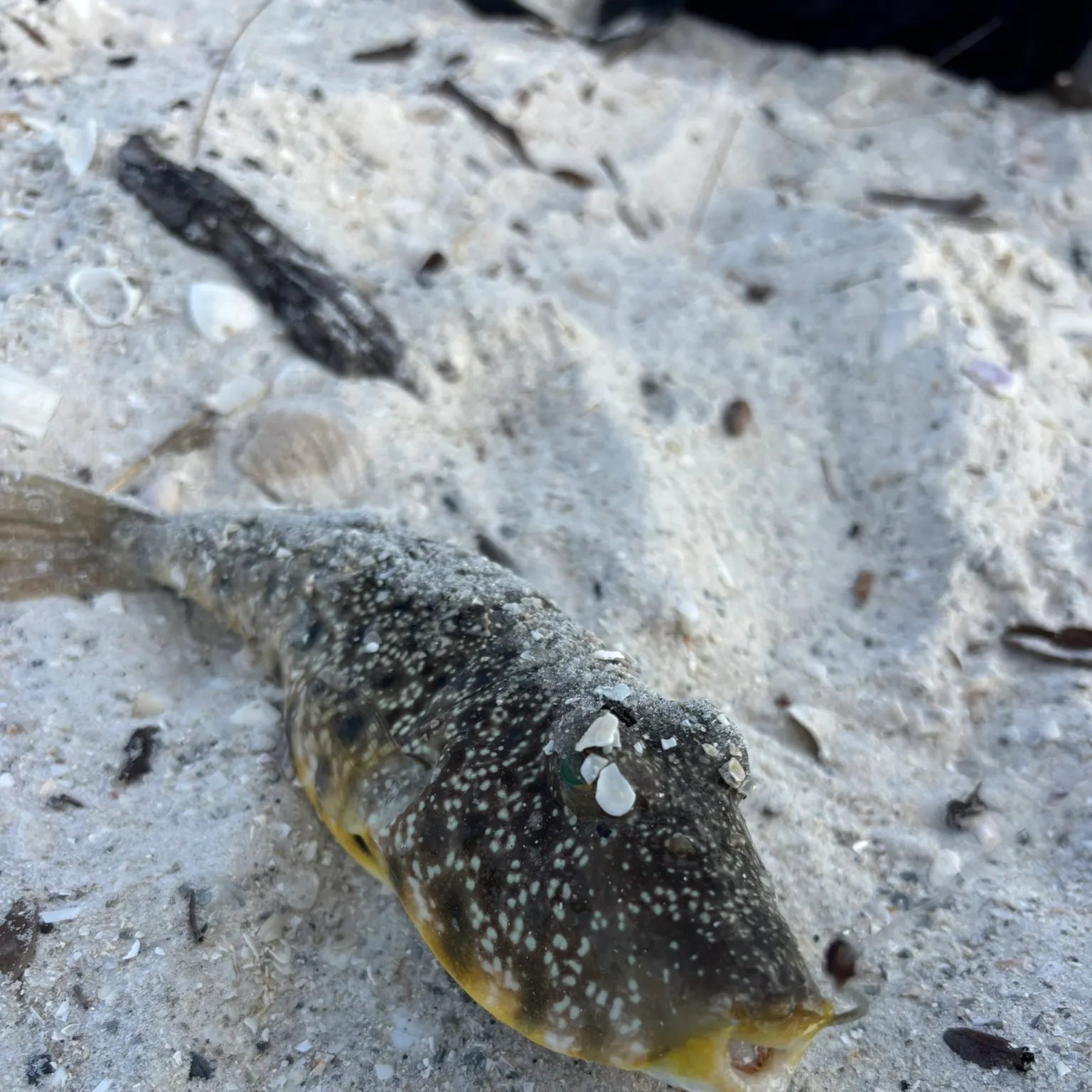 The most recent Southern puffer catches on Fishbrain