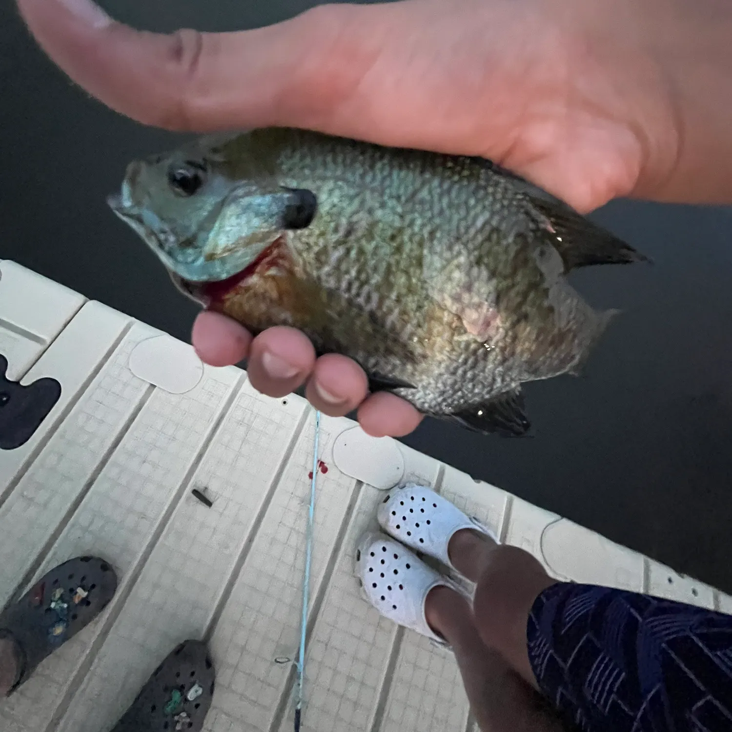 recently logged catches