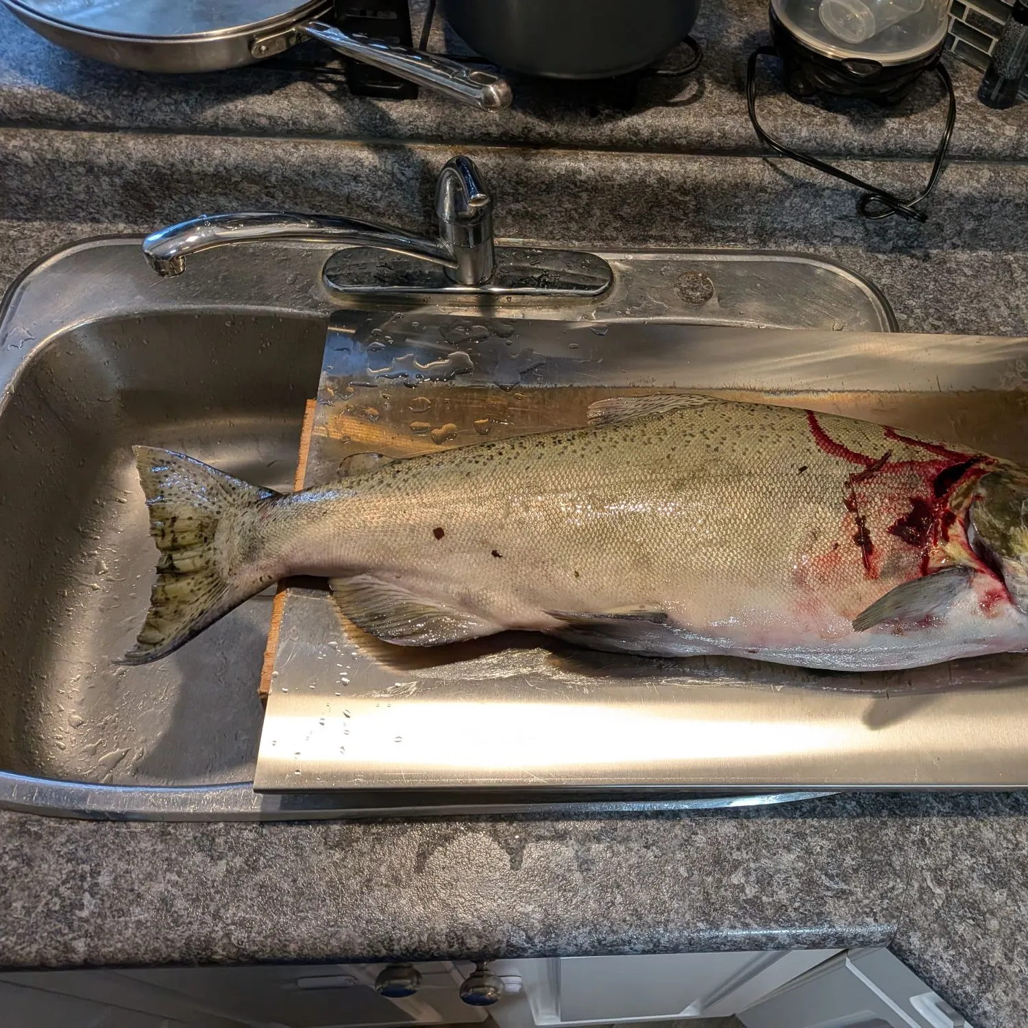 Chinook salmon caught on Fishbrain