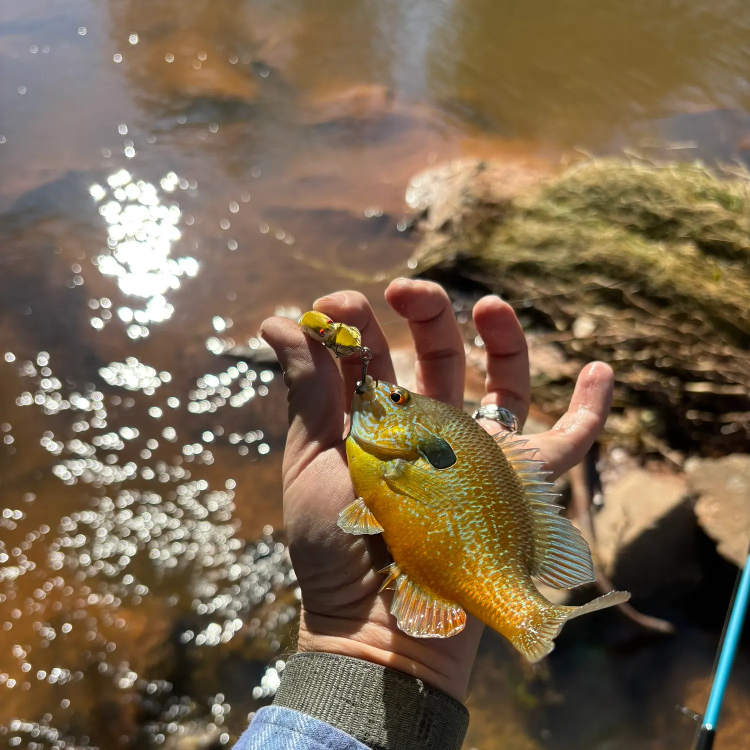 Longear sunfish caught on Fishbrain
