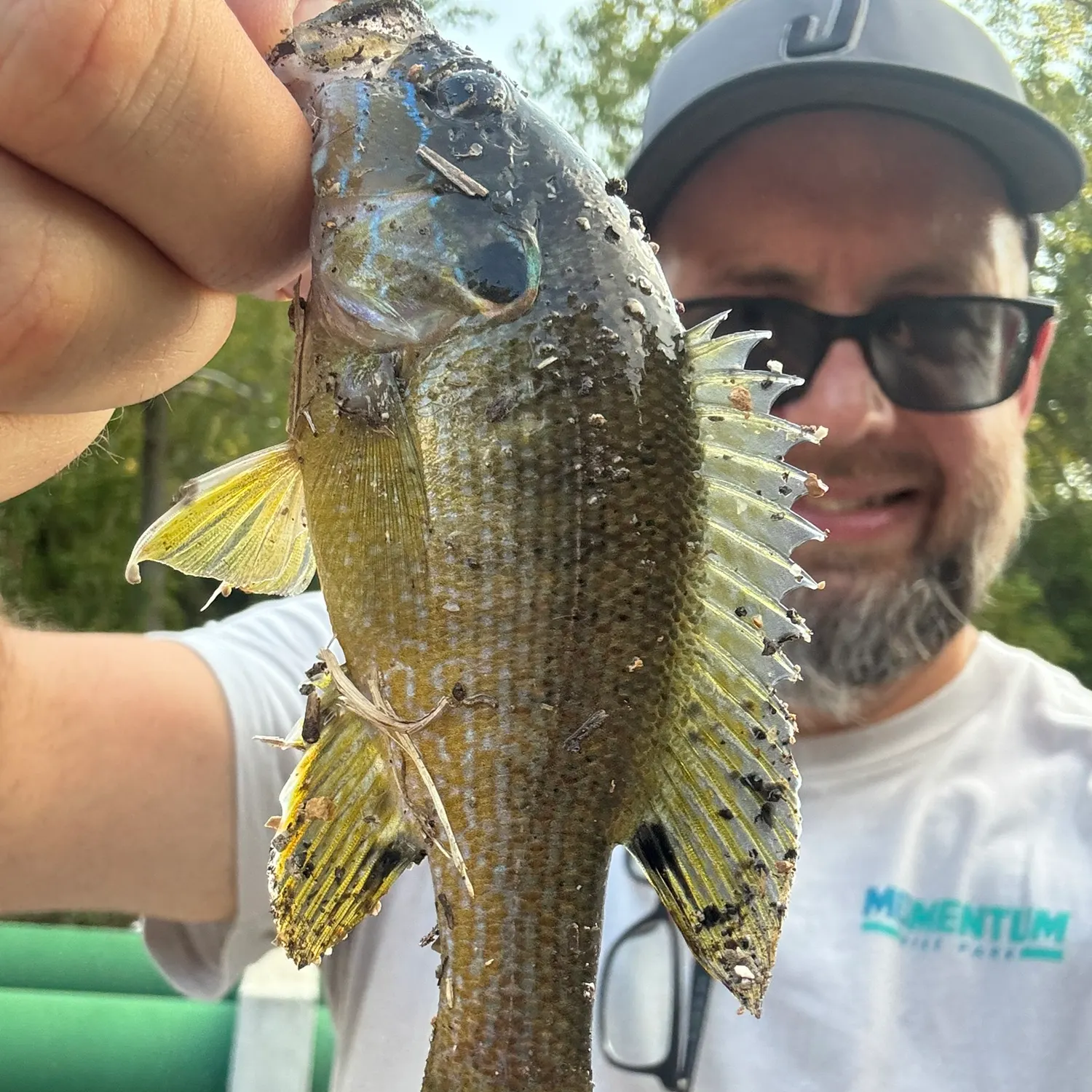 Green sunfish caught on Fishbrain