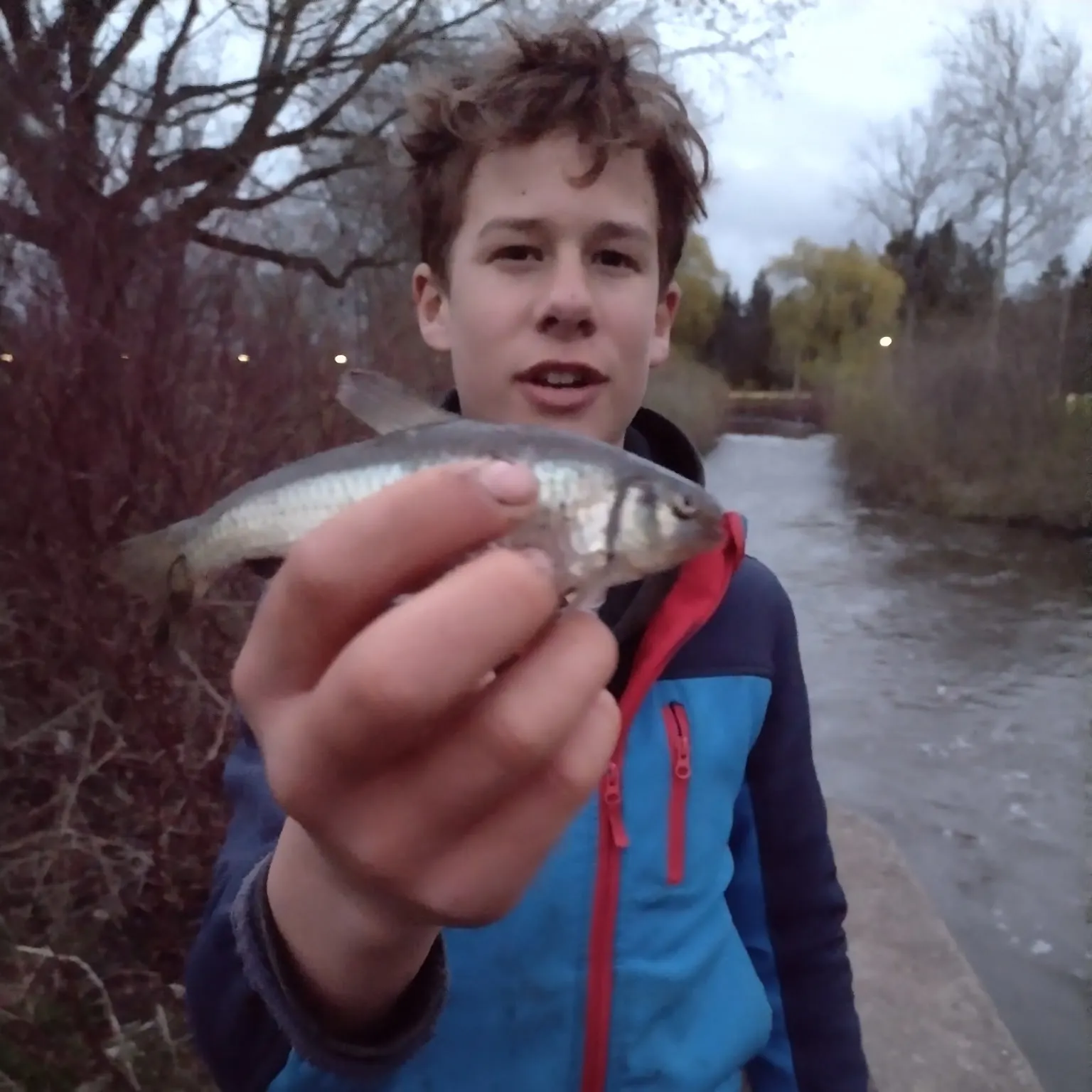The most recent Blackchin shiner catches on Fishbrain