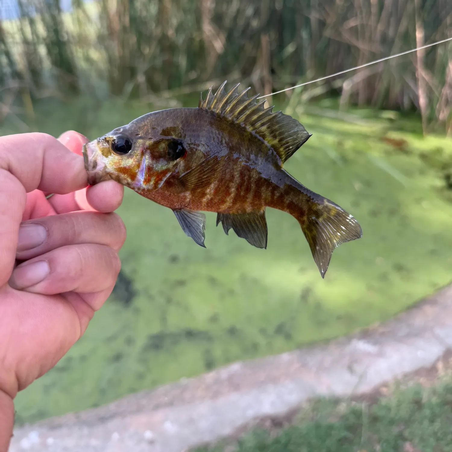 Warmouth caught on Fishbrain