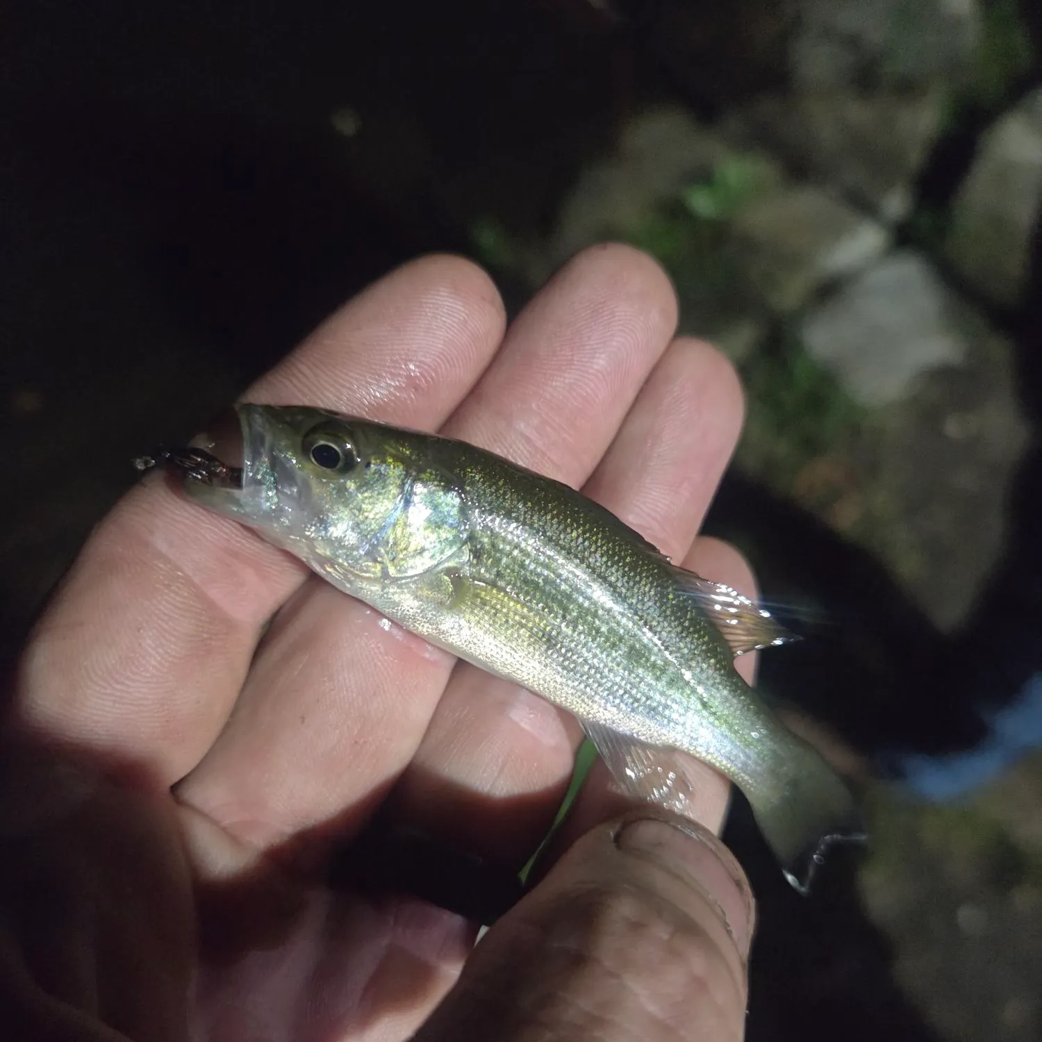 Largemouth bass caught on Fishbrain