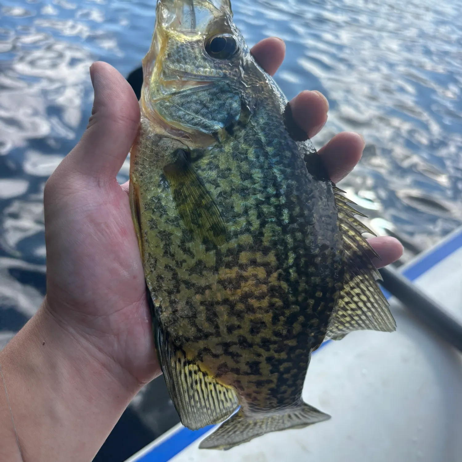 Black crappie caught on Fishbrain