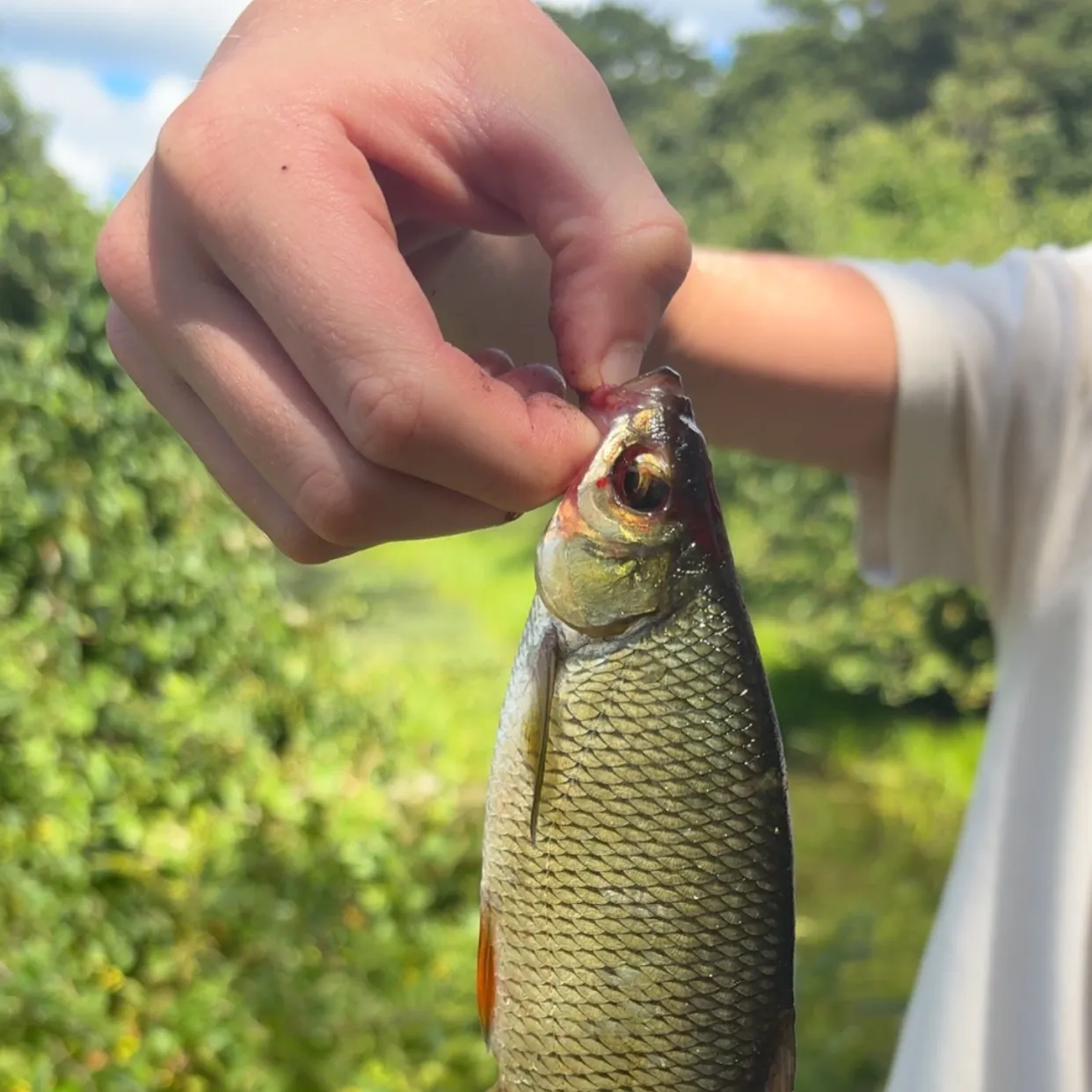 Golden shiner caught on Fishbrain