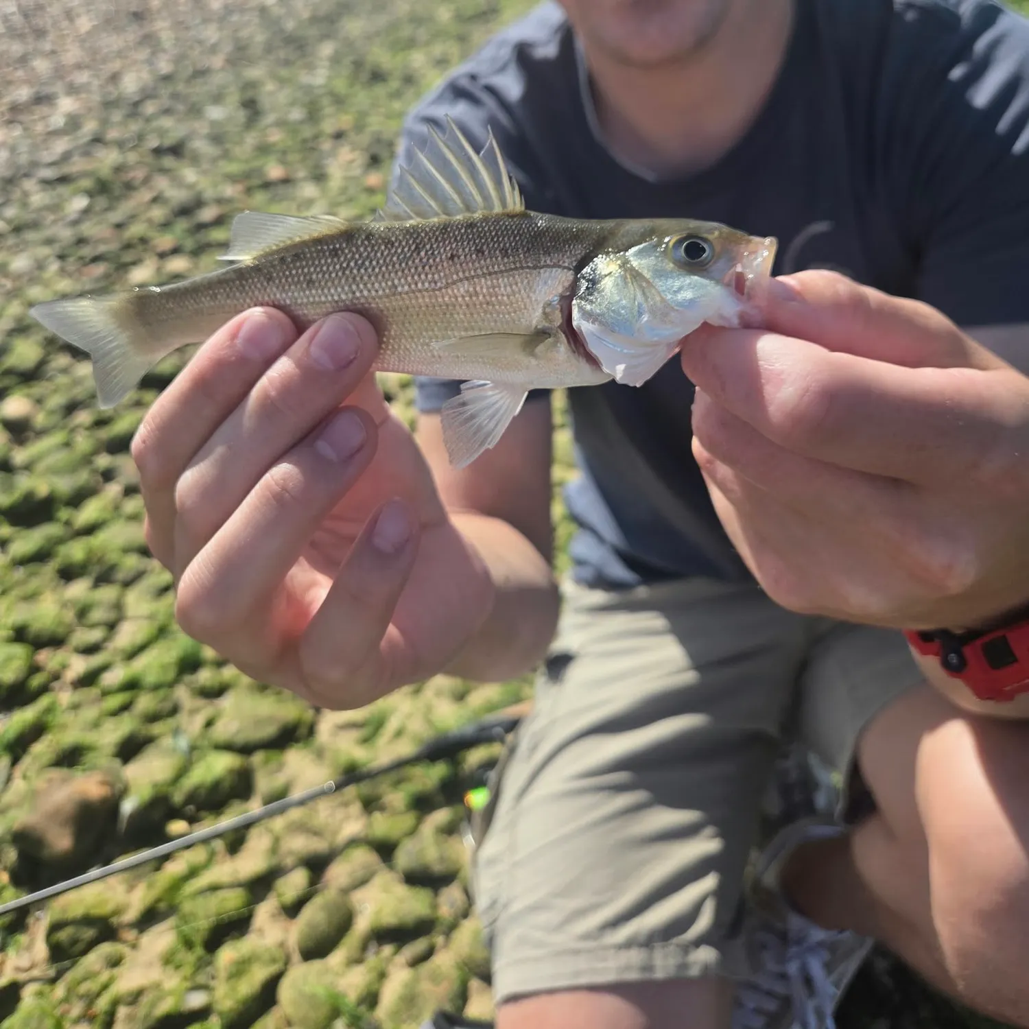 European seabass caught on Fishbrain