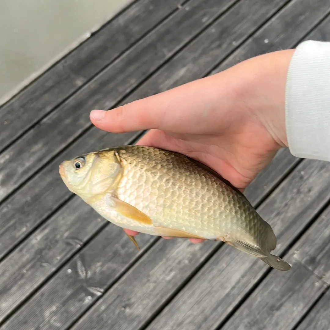 Common rudd caught on Fishbrain