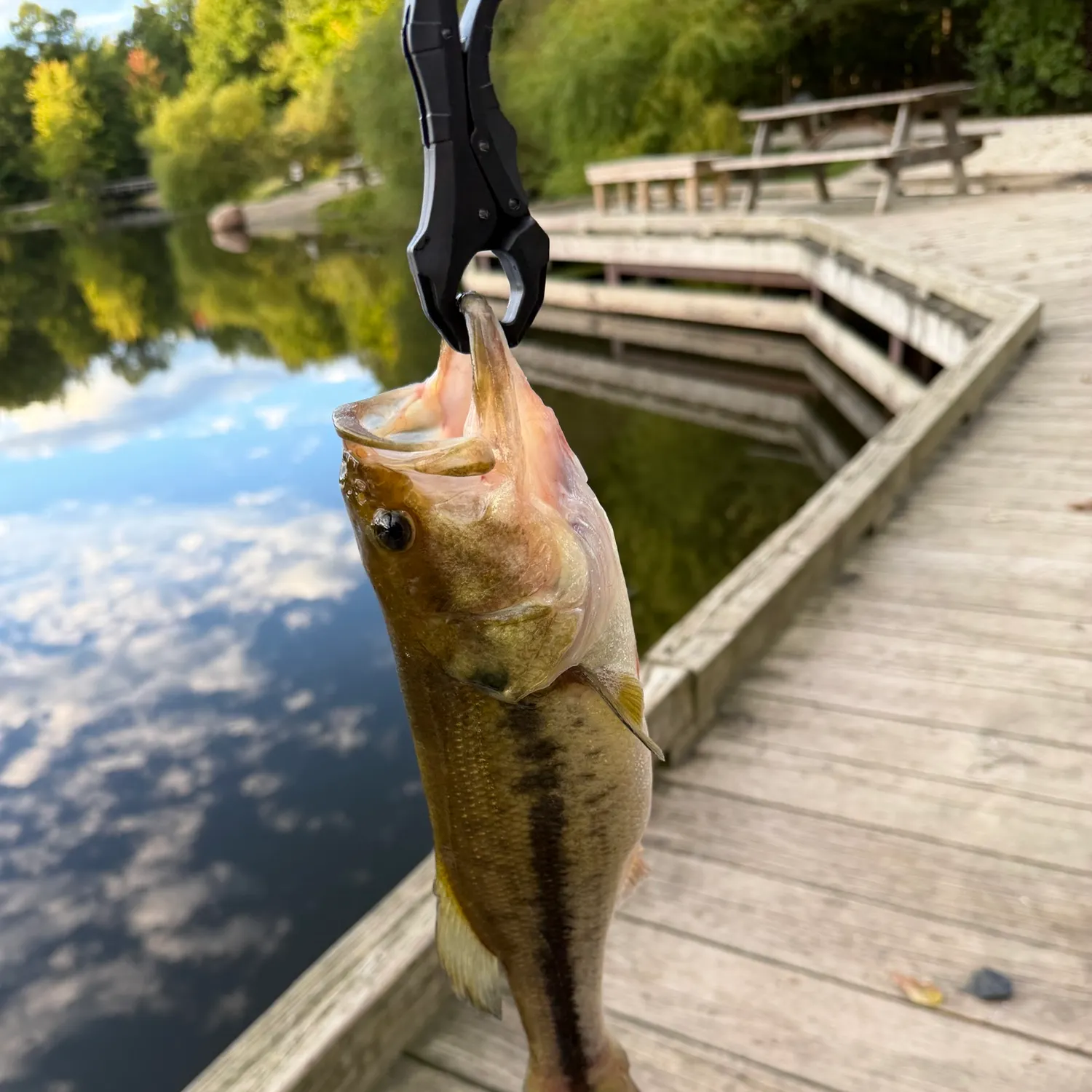 Largemouth bass caught on Fishbrain