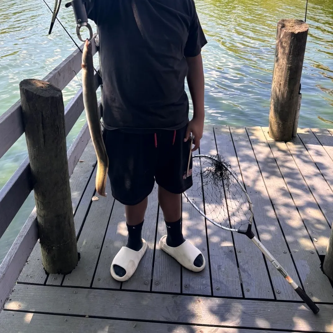 The most recent American eel catches on Fishbrain