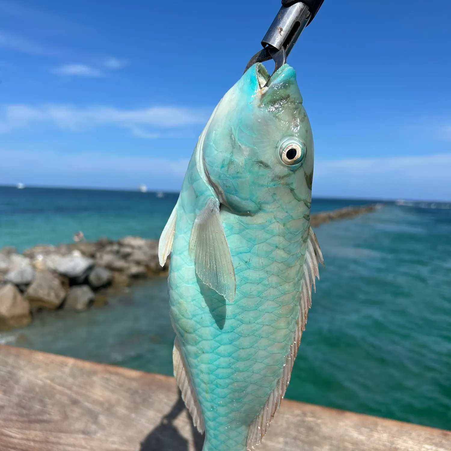 The most recent Red parrotfish catches on Fishbrain